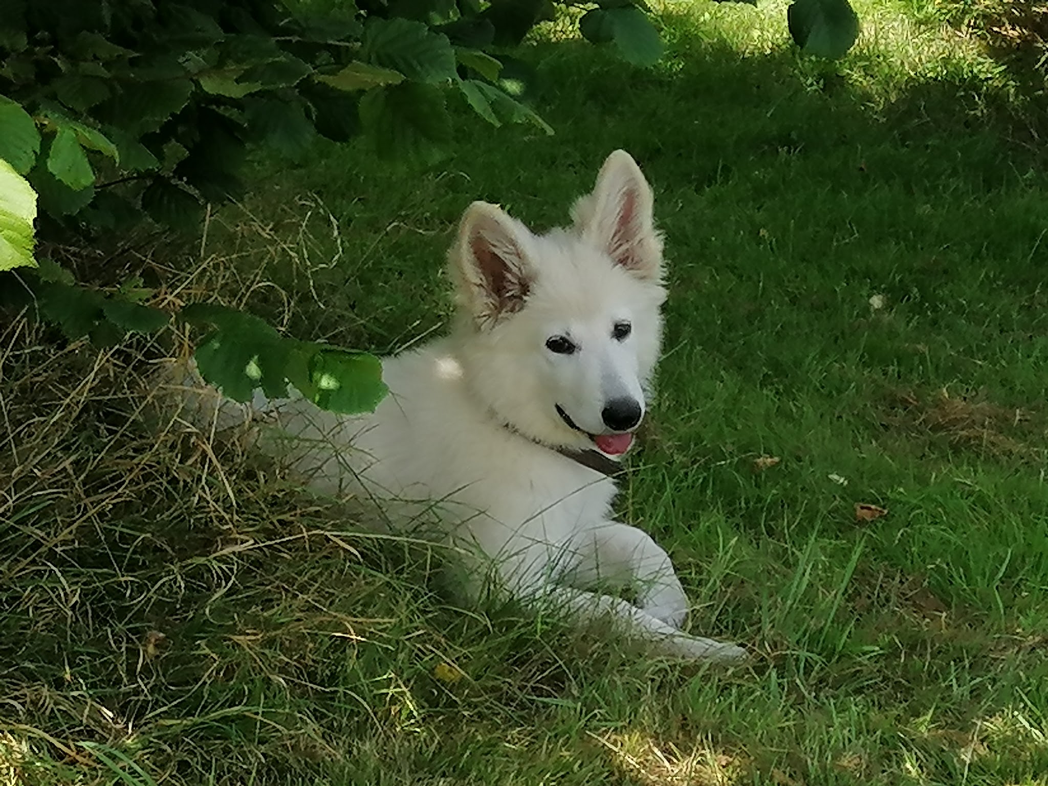 Pension Canine et Féline les Cabots'Chats'Art — photo