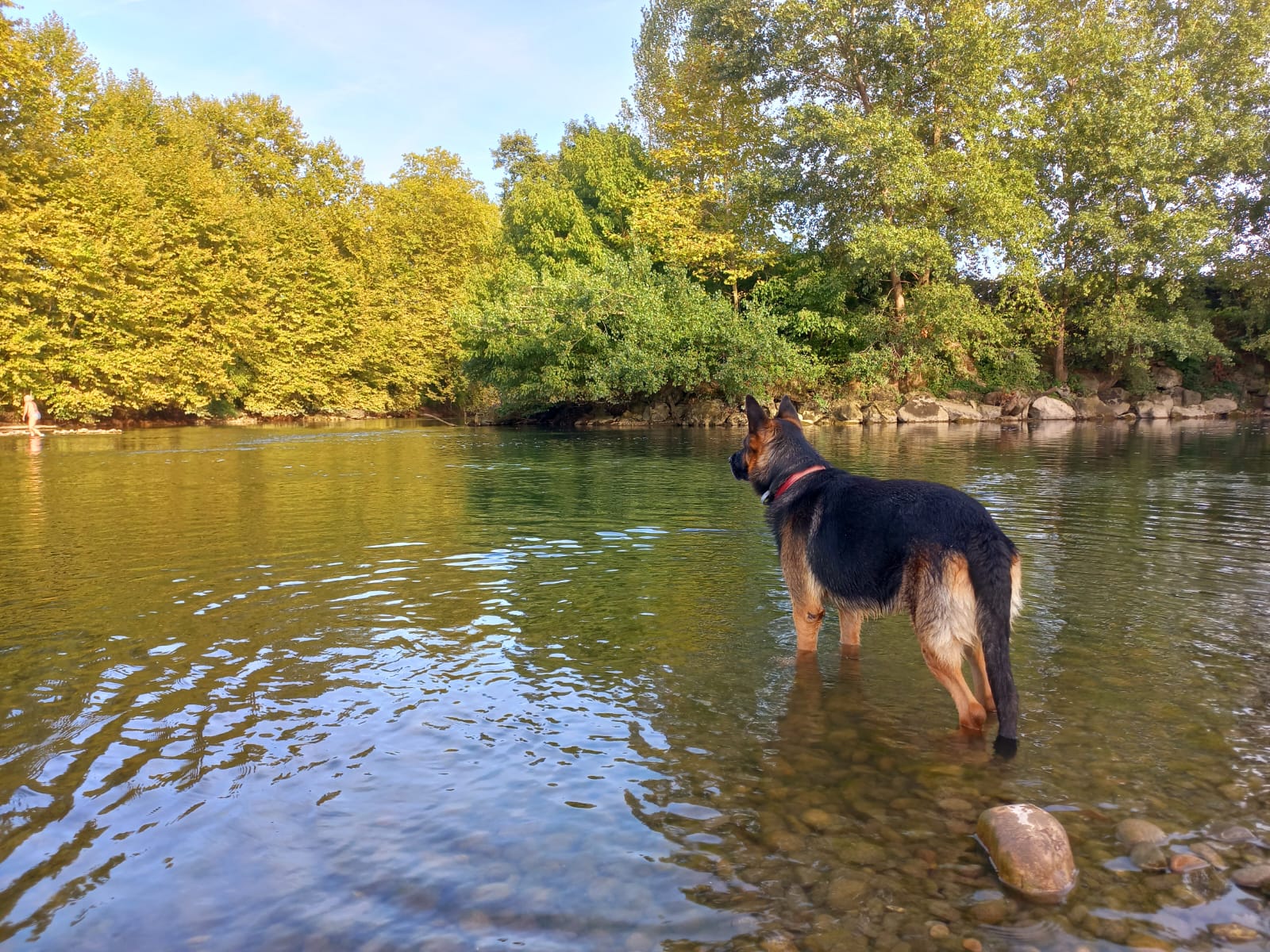 Ecurie Horse and Dog — photo