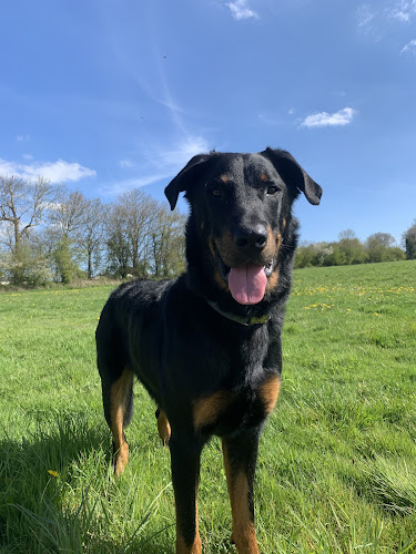 EduCativeDog – éducatrice et comportementaliste canin et félin