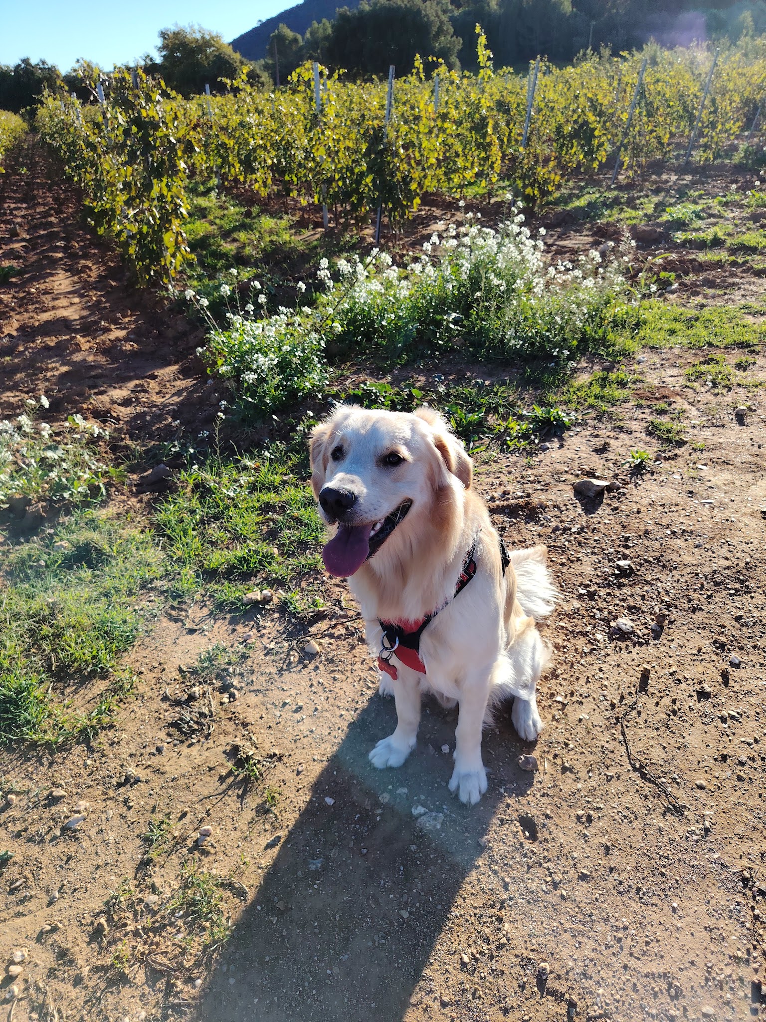 EduCativeDog – éducatrice et comportementaliste canin et félin — photo