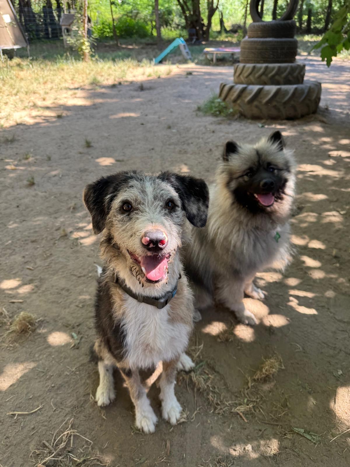 EduCativeDog – éducatrice et comportementaliste canin et félin — photo