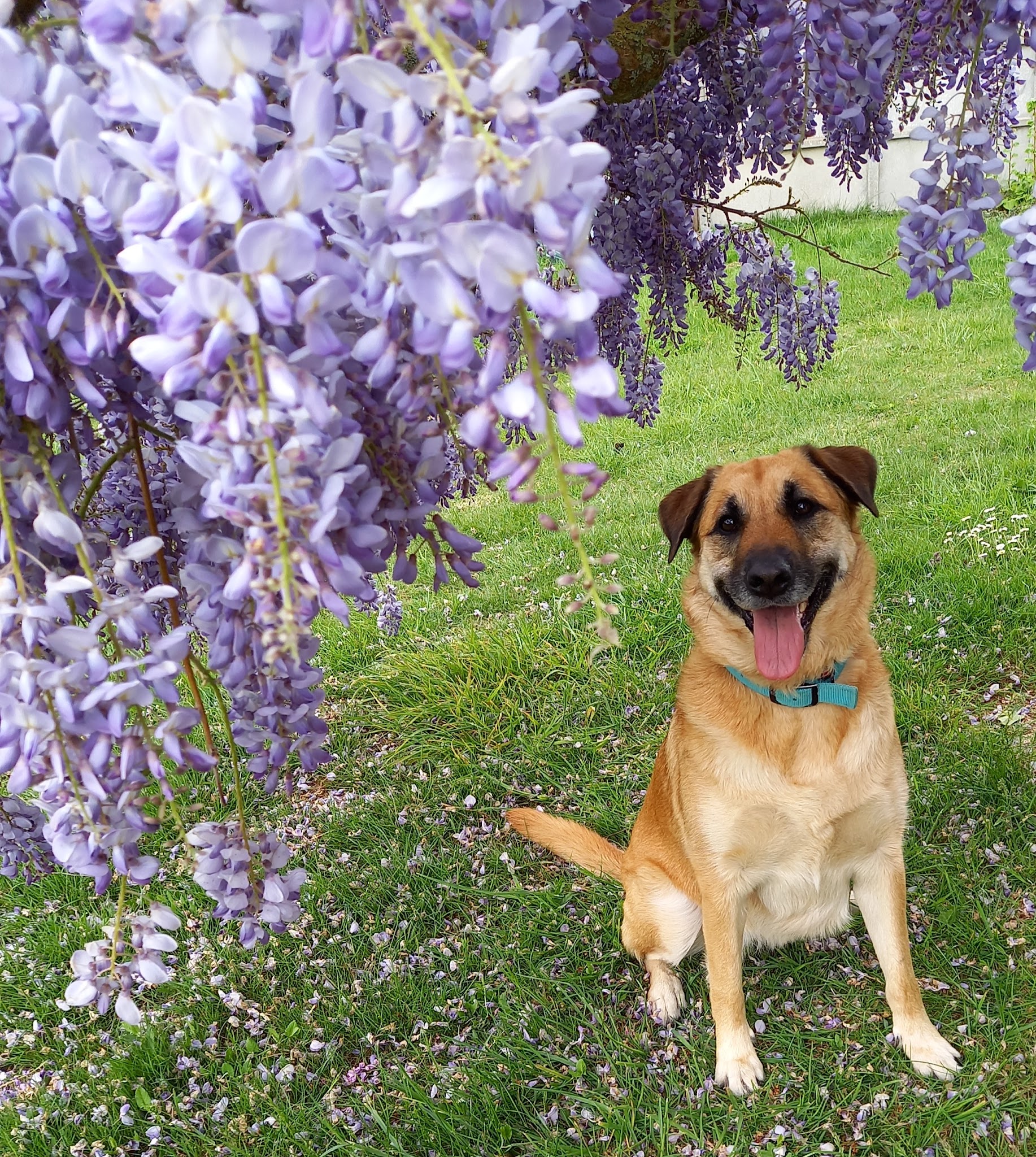 EduCativeDog – éducatrice et comportementaliste canin et félin — photo
