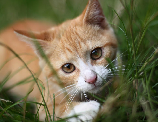 Canicat 64