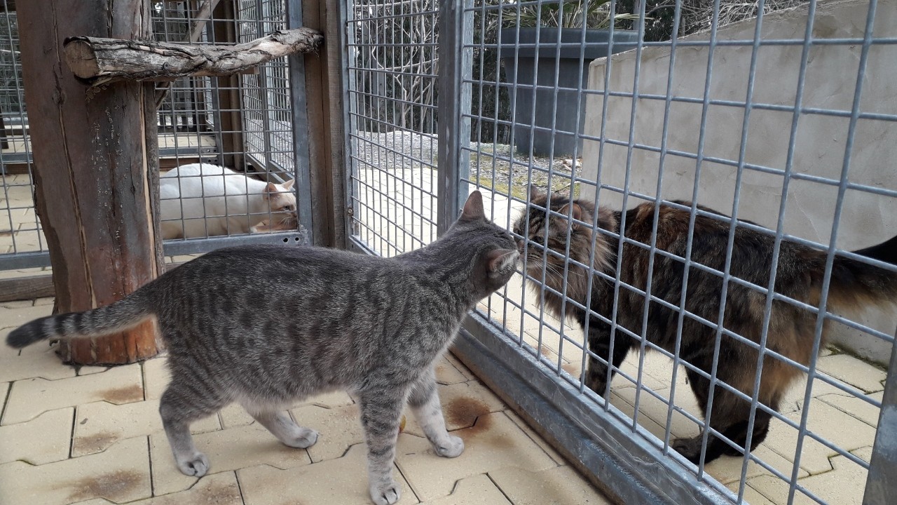 Canicat 64 — photo