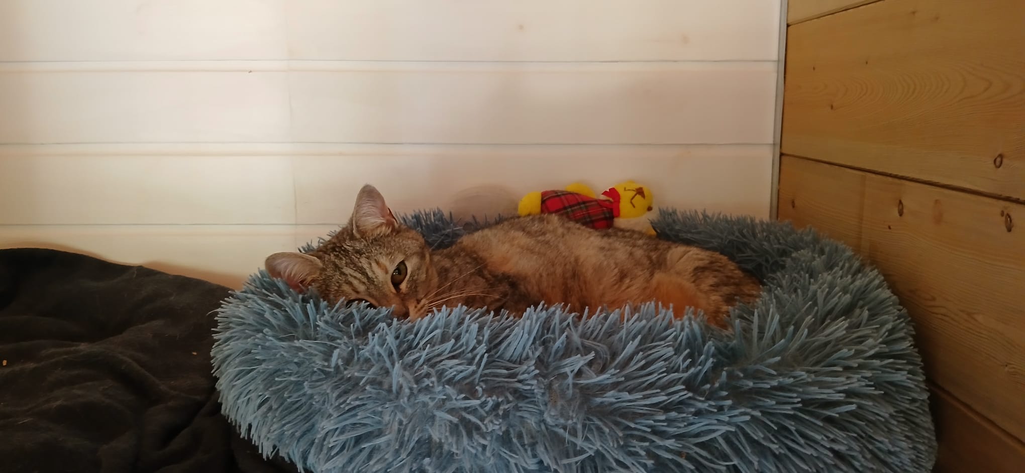 Canicat 64 — photo