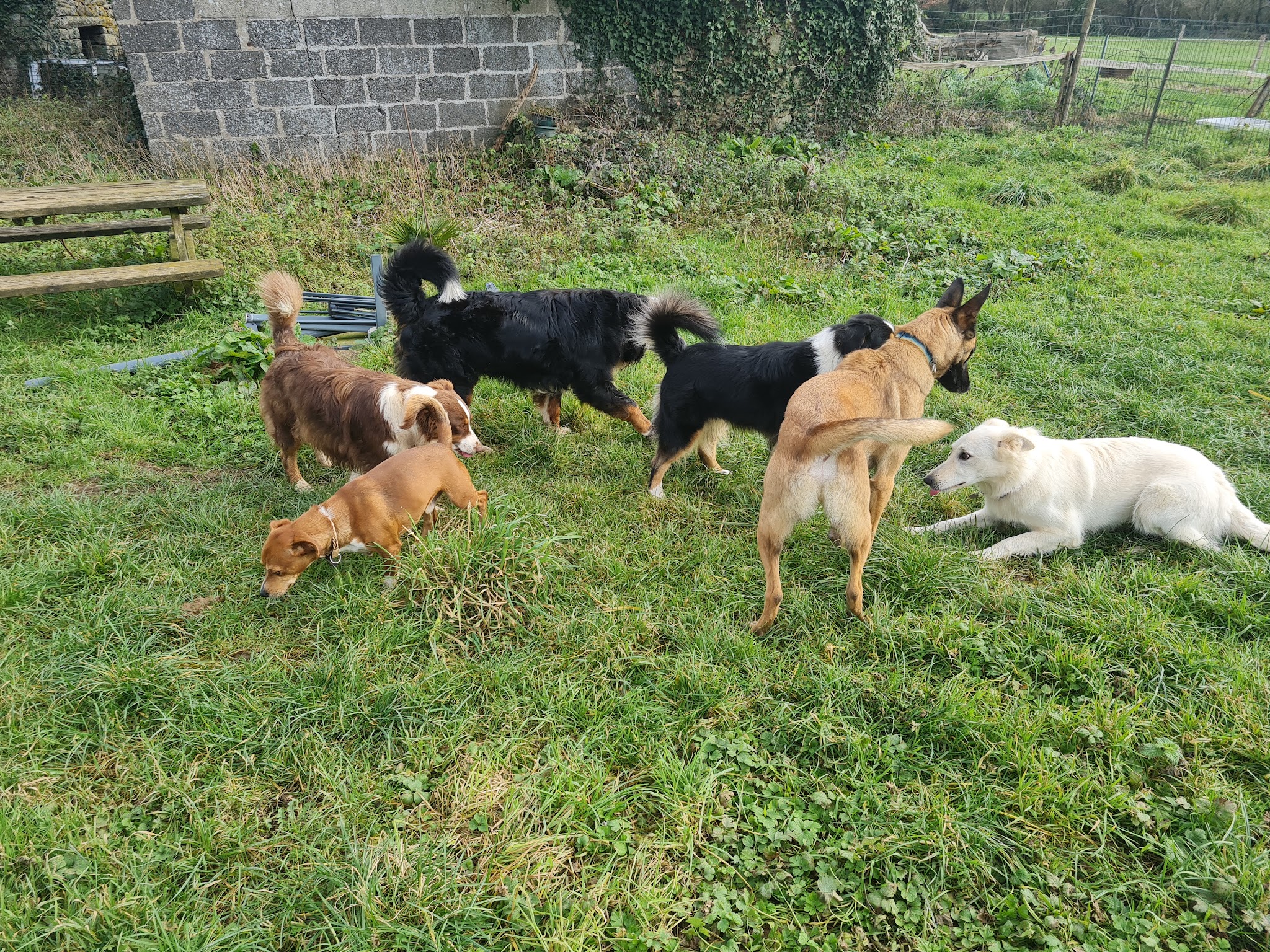 Bea'ttitude Animaux Educateur Canin 29 — photo