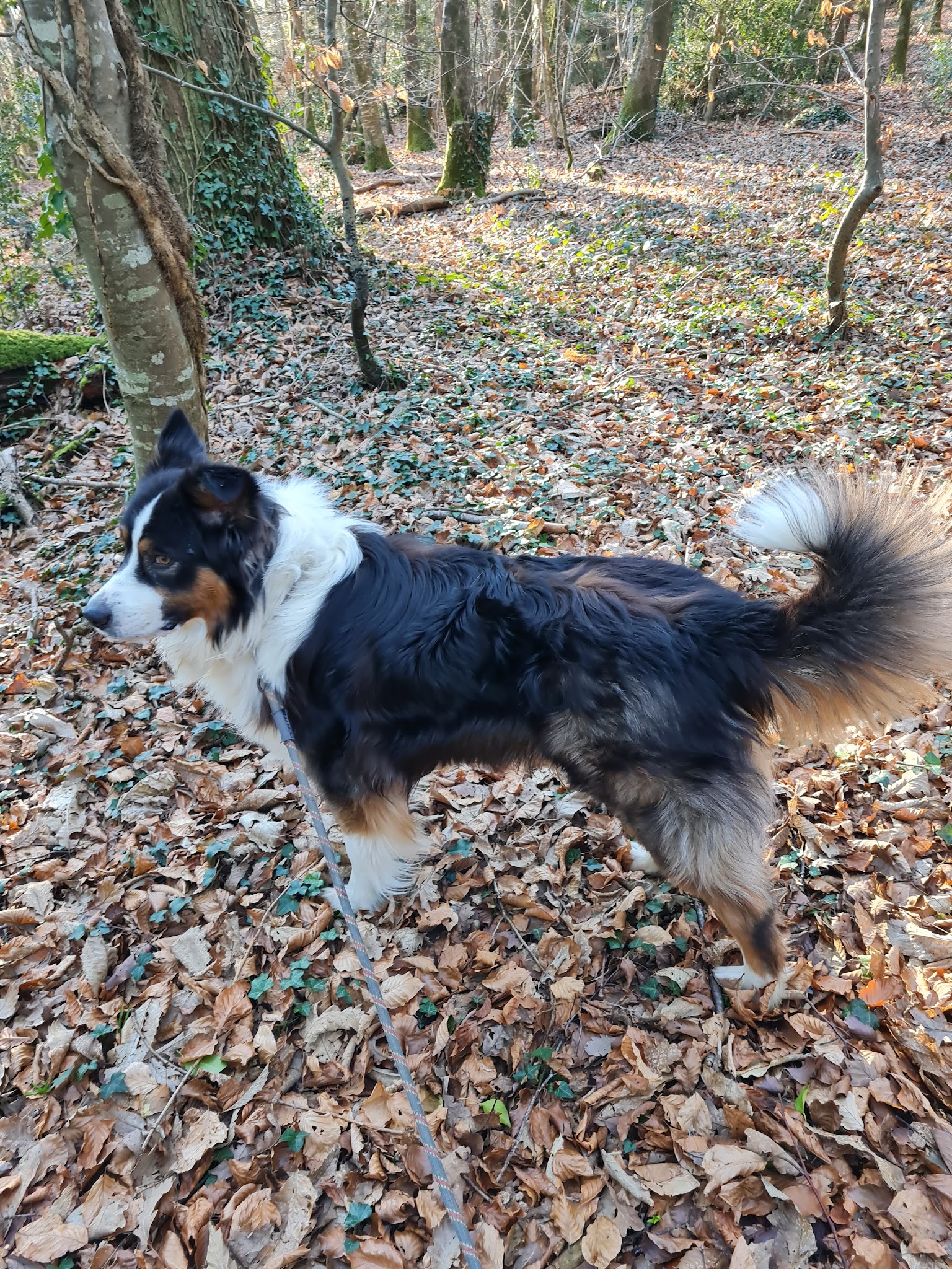 Bea'ttitude Animaux Educateur Canin 29 — photo
