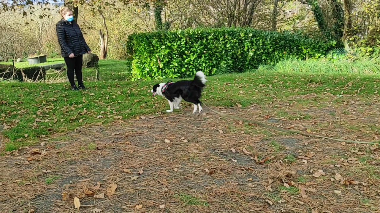 Bea'ttitude Animaux Educateur Canin 29 — photo