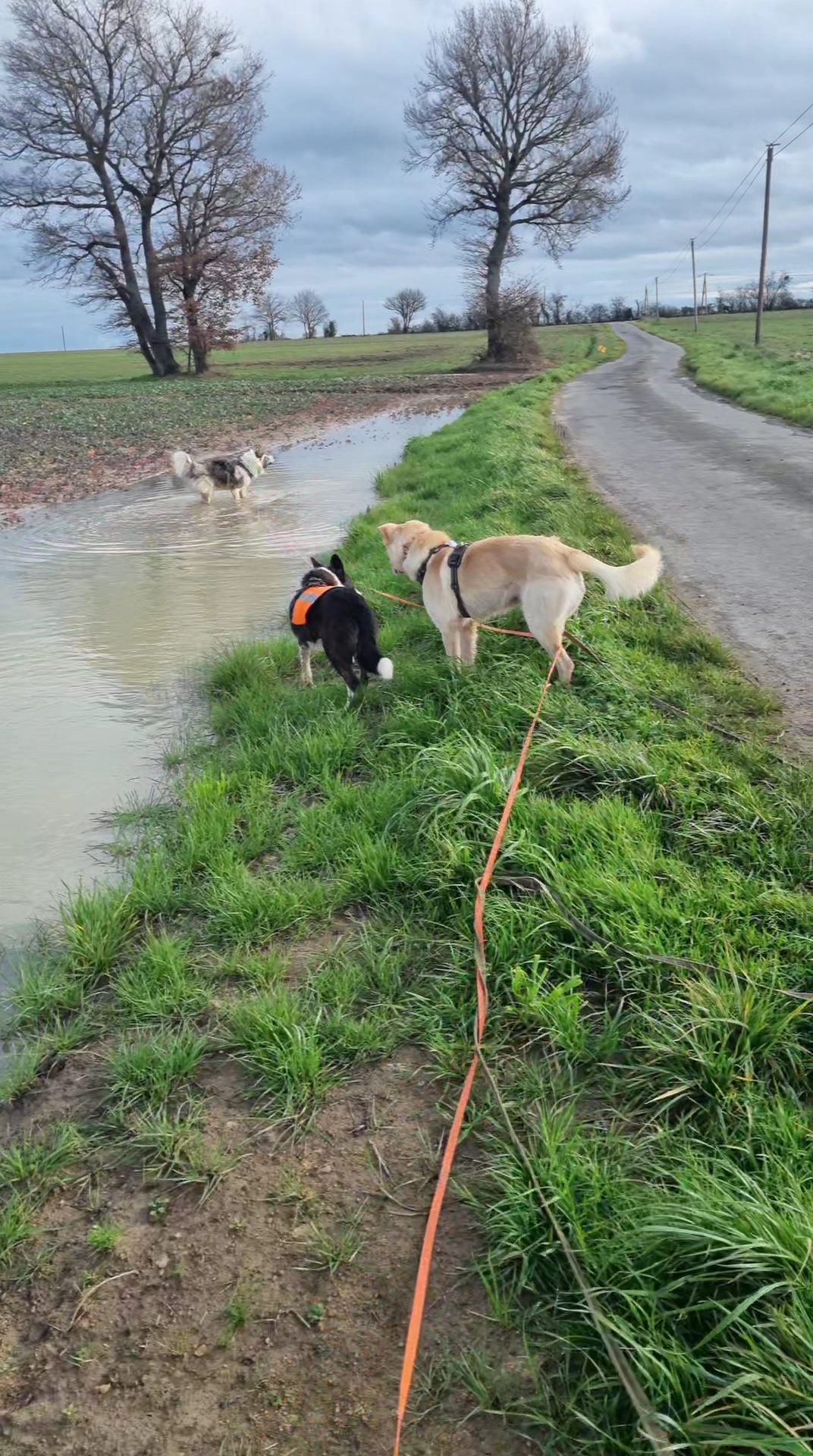Equi et compagnie garderie et visites animaux promeneuse de chien et lavage textiles cuirs cavalier chevaux et animaux — photo