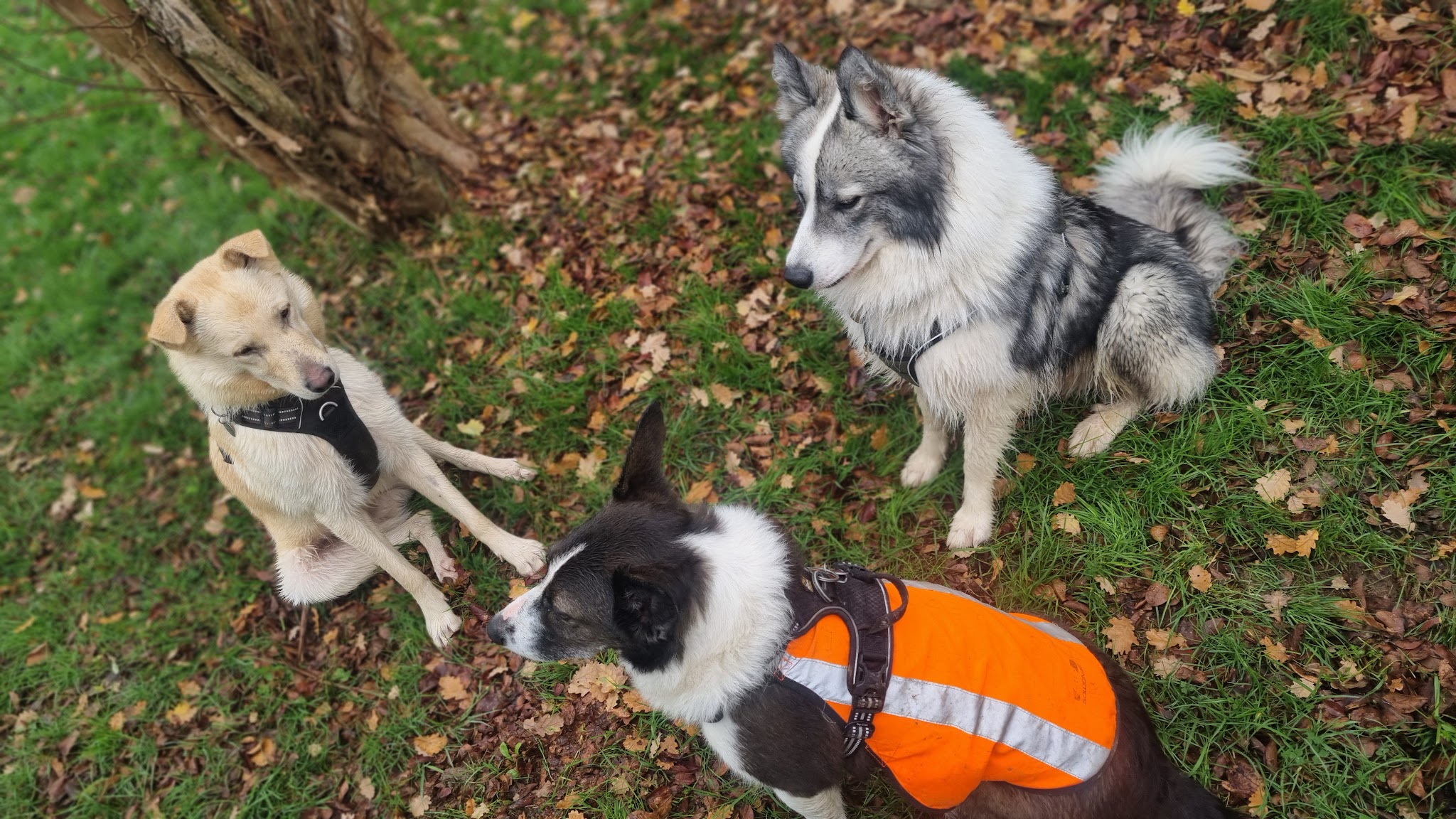 Equi et compagnie garderie et visites animaux promeneuse de chien et lavage textiles cuirs cavalier chevaux et animaux — photo