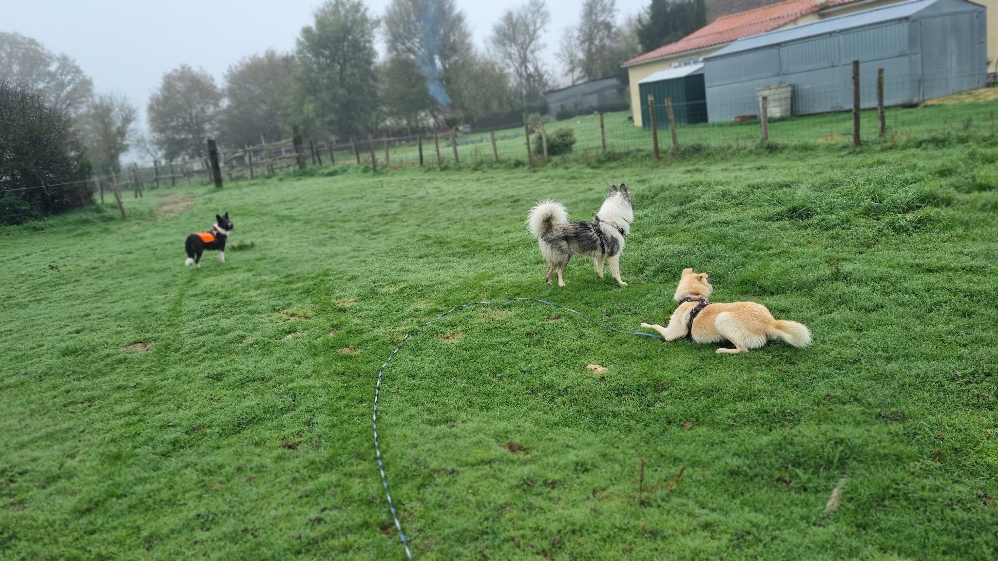 Equi et compagnie garderie et visites animaux promeneuse de chien et lavage textiles cuirs cavalier chevaux et animaux — photo