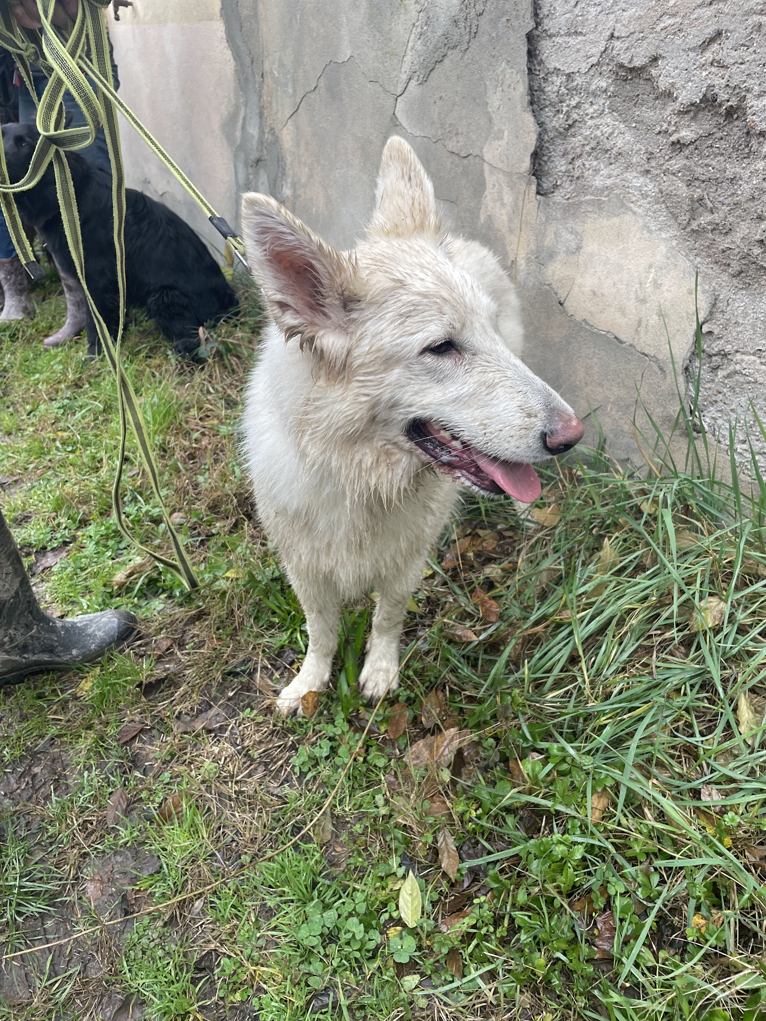 Maître Doggy - Educateur canin - Comportementaliste canin - Dresseur pour chien à domicile dans le 82 — photo