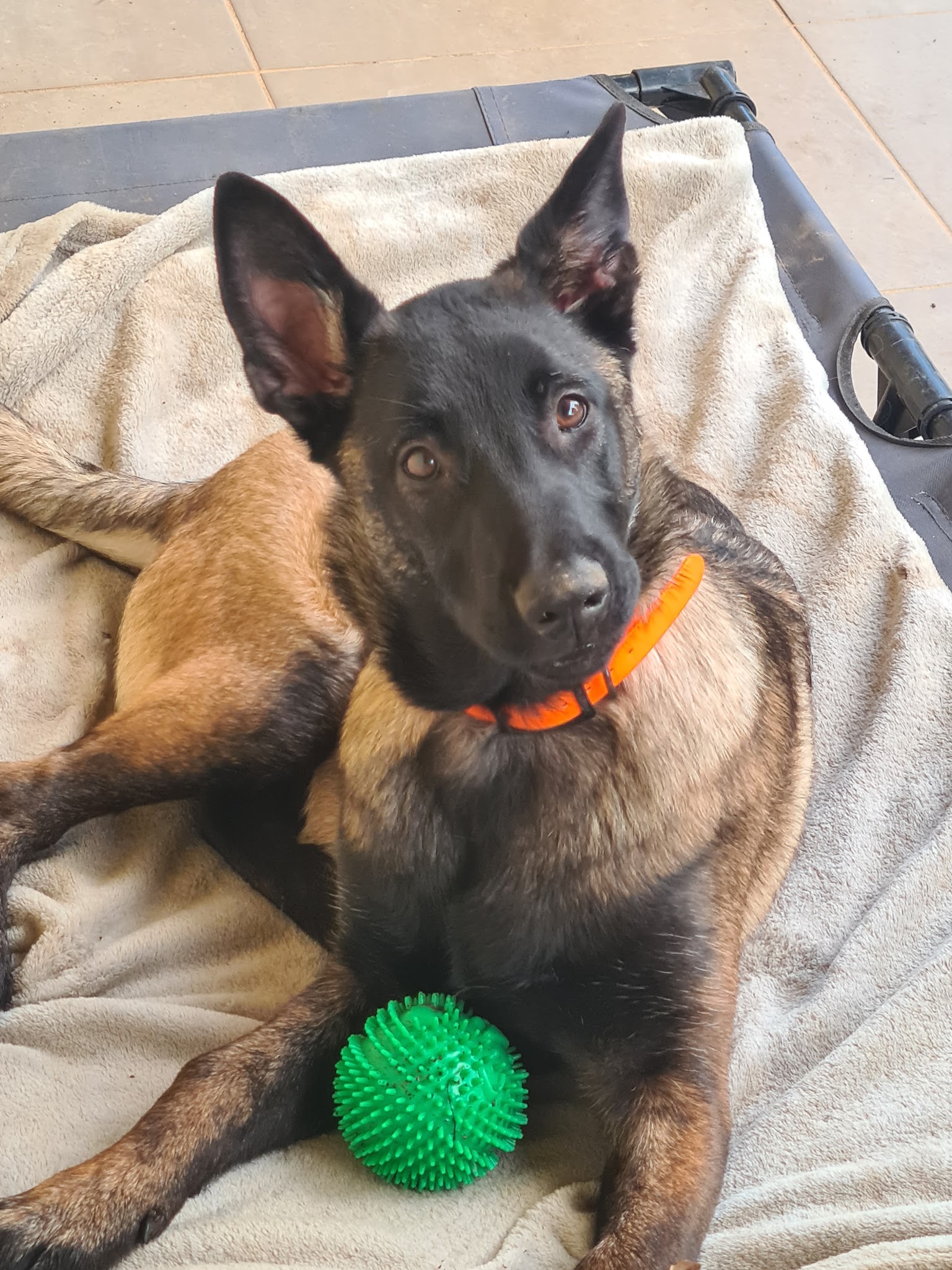Maître Doggy - Educateur canin - Comportementaliste canin - Dresseur pour chien à domicile dans le 82 — photo