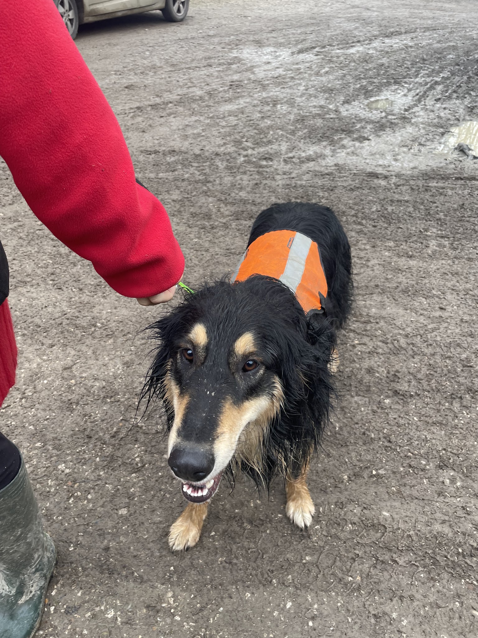 Maître Doggy - Educateur canin - Comportementaliste canin - Dresseur pour chien à domicile dans le 82 — photo