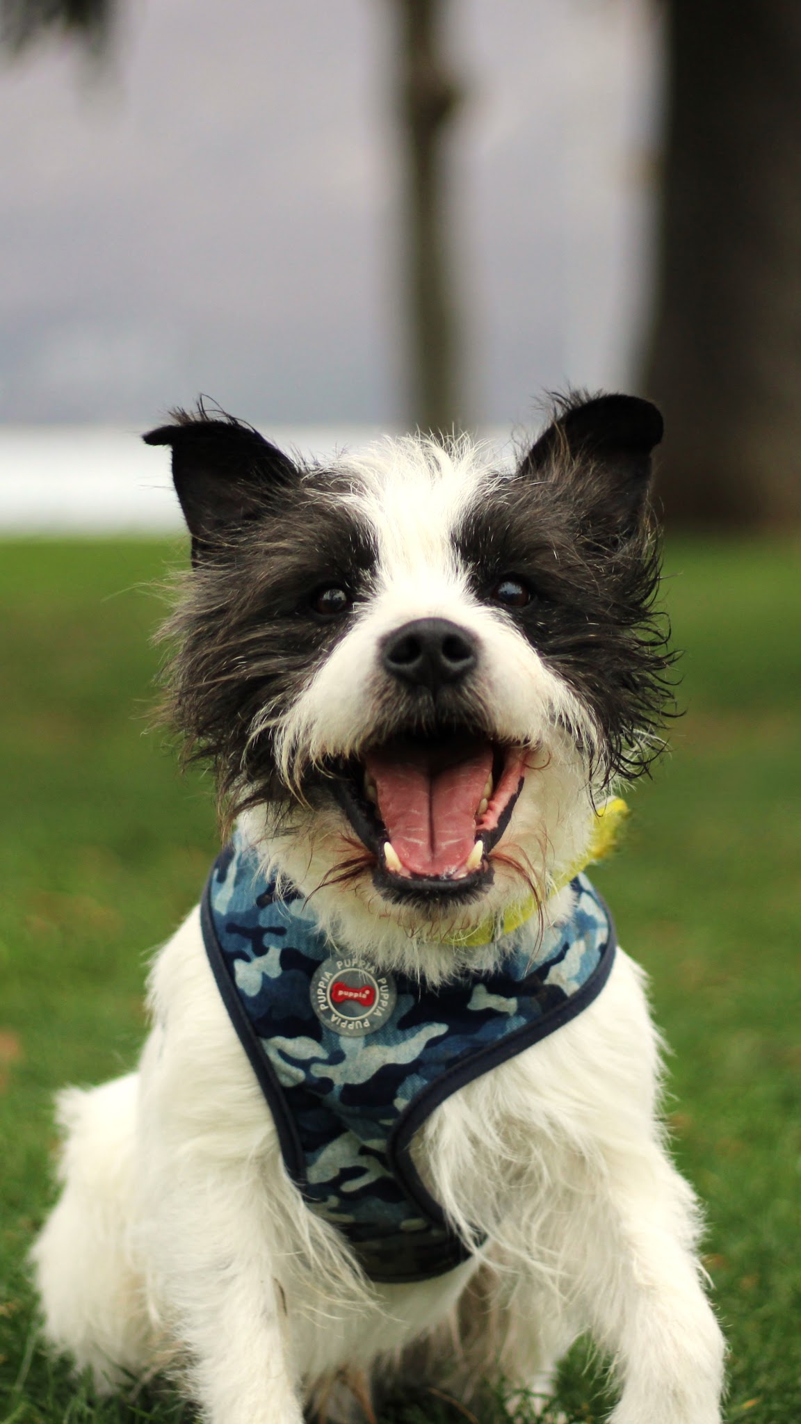 WOOWOO CO - Promeneur canin & pet-sitter chiens, chats, NAC — photo