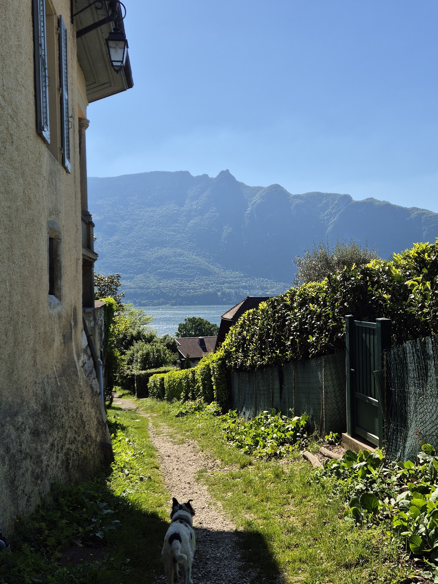 WOOWOO CO - Promeneur canin & pet-sitter chiens, chats, NAC — photo