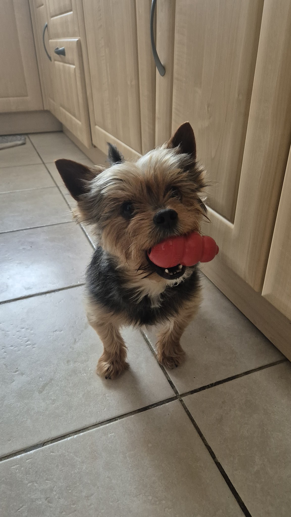 WOOWOO CO - Promeneur canin & pet-sitter chiens, chats, NAC — photo