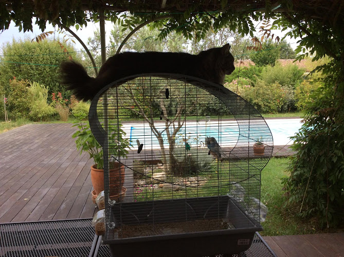 Les Aristopattes Petsitting