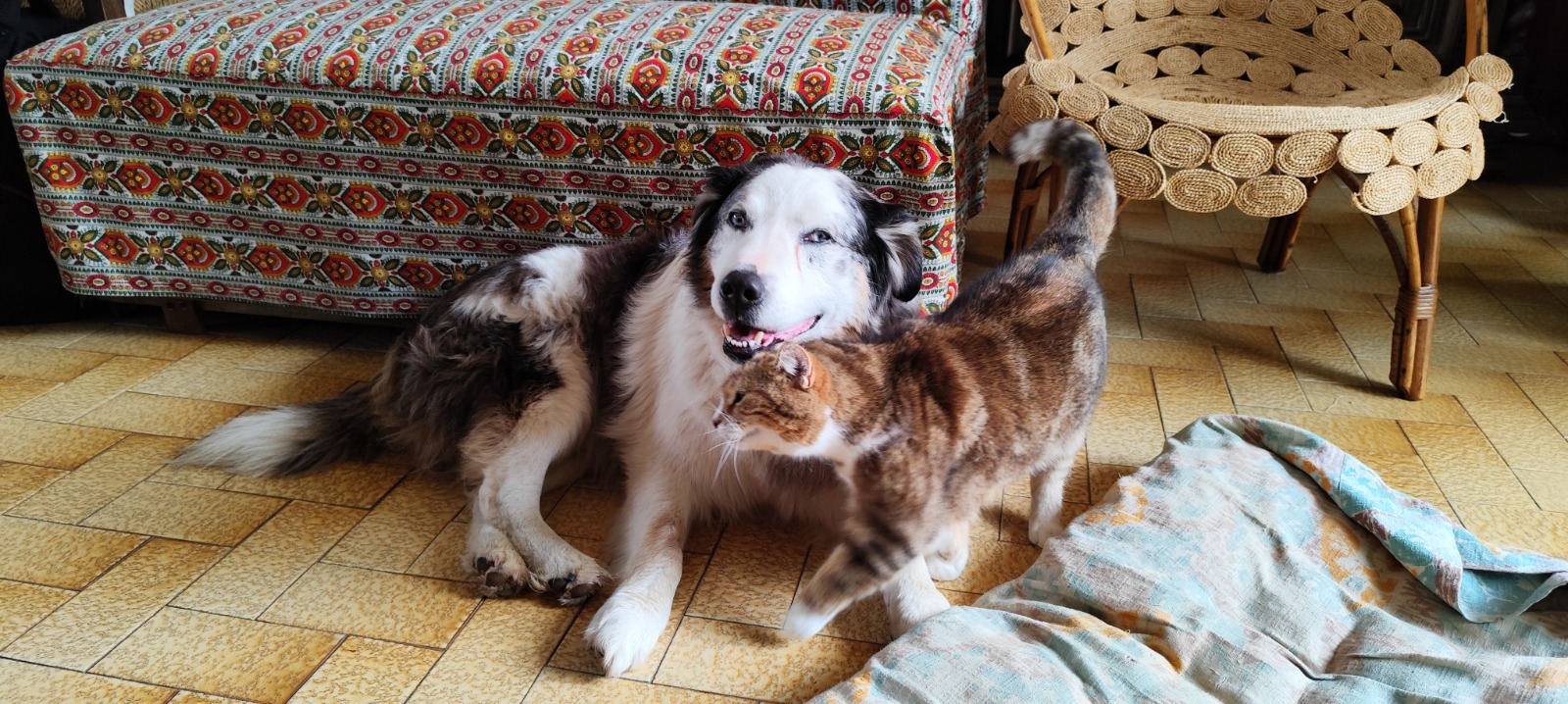 Les Aristopattes Petsitting — photo
