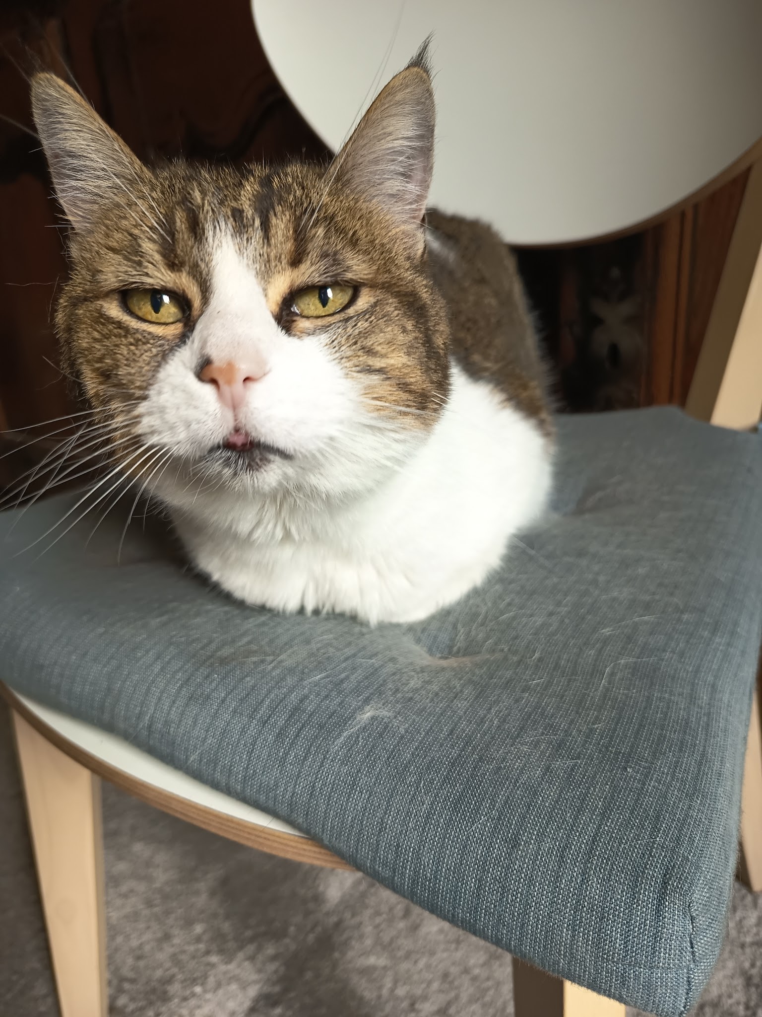 Les Aristopattes Petsitting — photo