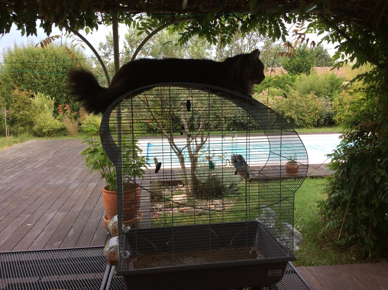 Les Aristopattes Petsitting — photo