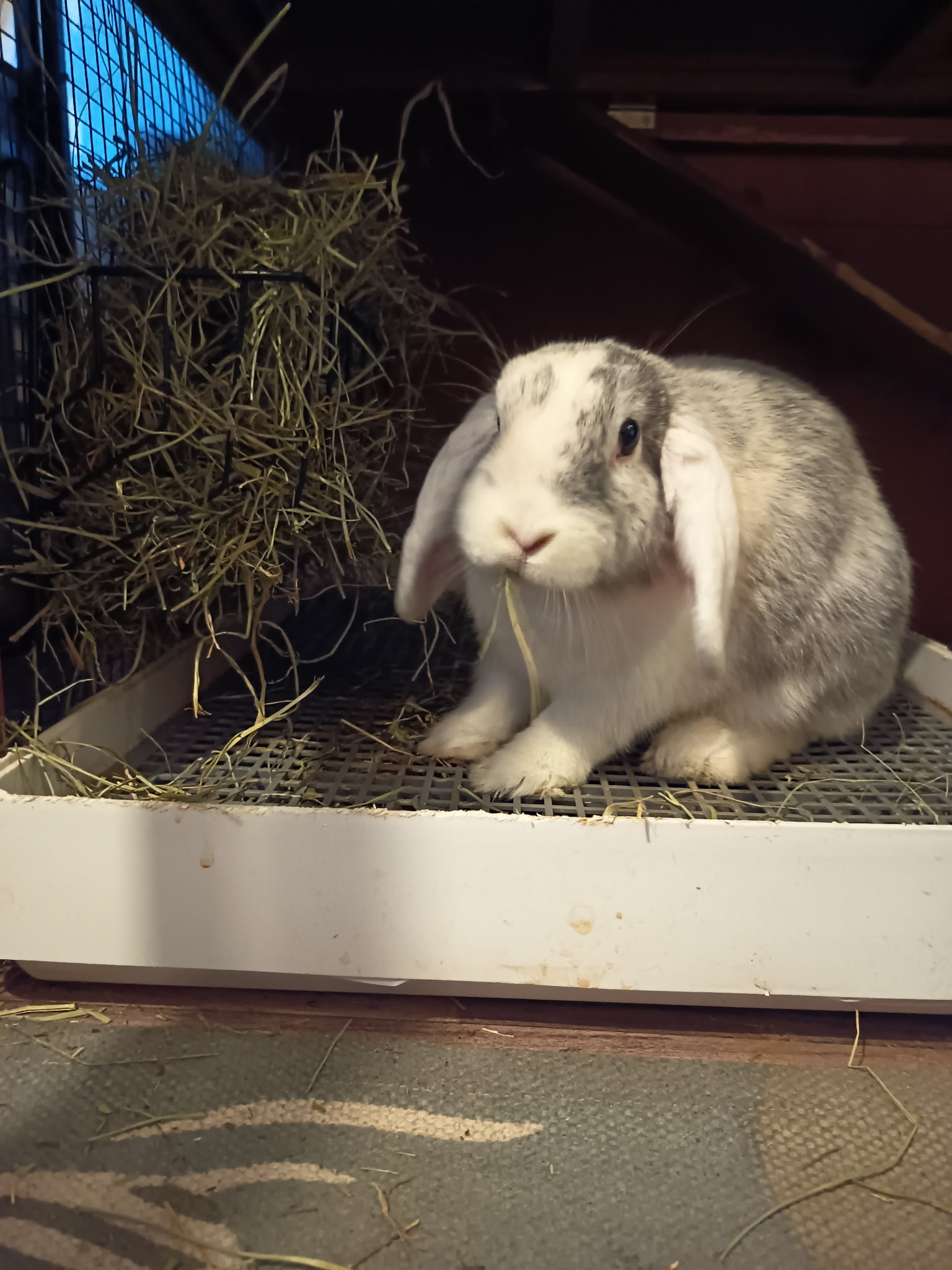 Les Aristopattes Petsitting — photo