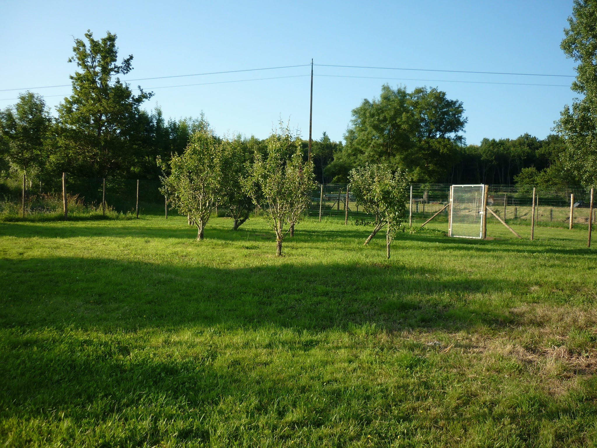 Pension canine et féline des Moulins — photo