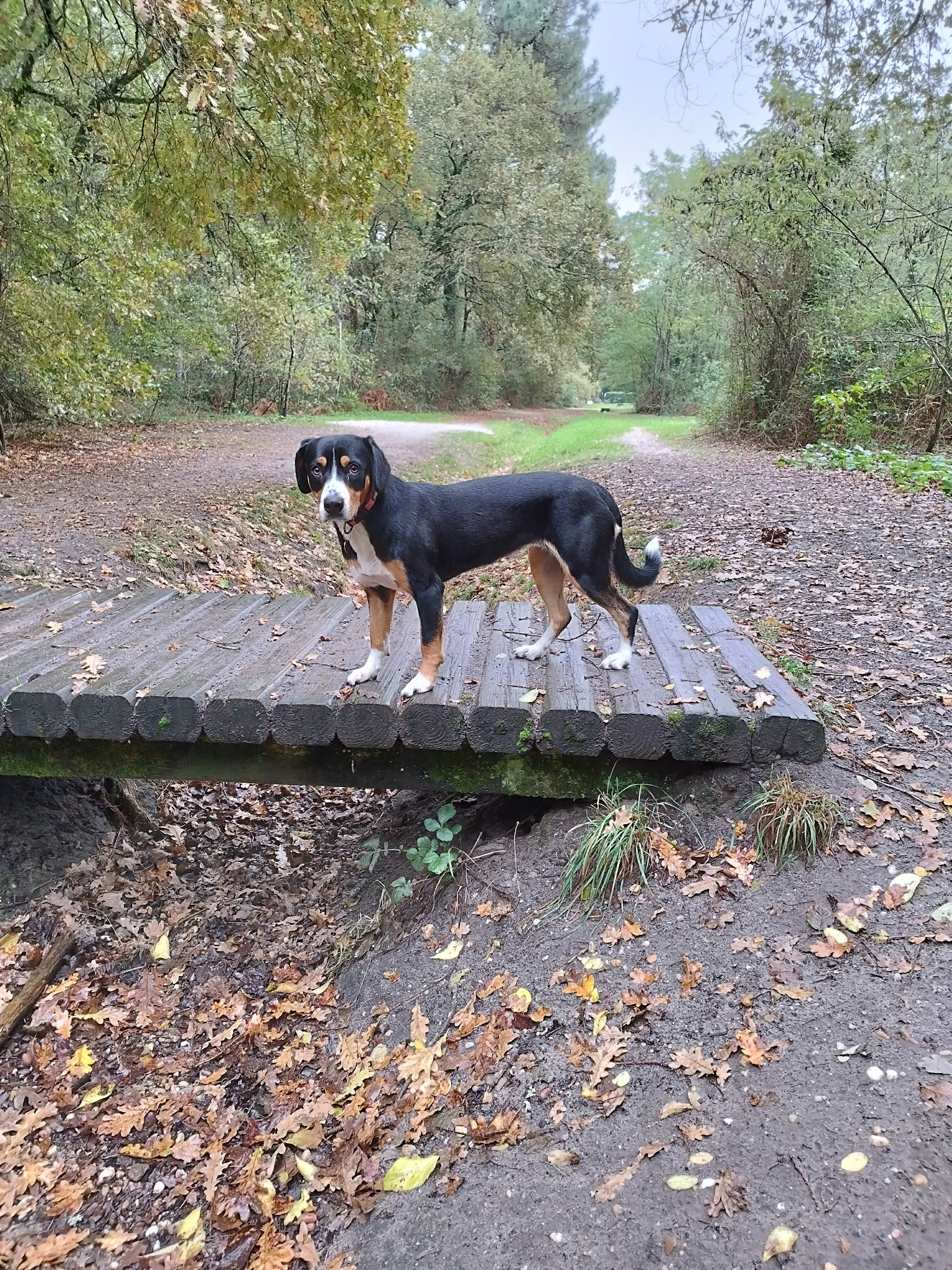 Truffe qui peut éducateur et comportementaliste canin — photo