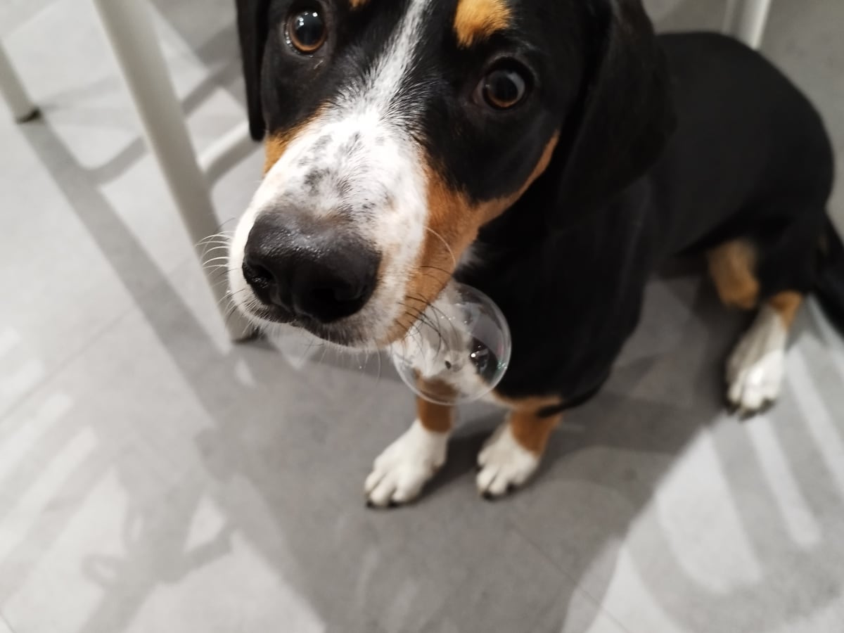Truffe qui peut éducateur et comportementaliste canin — photo