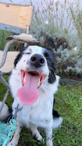 Les toutous de io - Pension canine - Dogsitter
