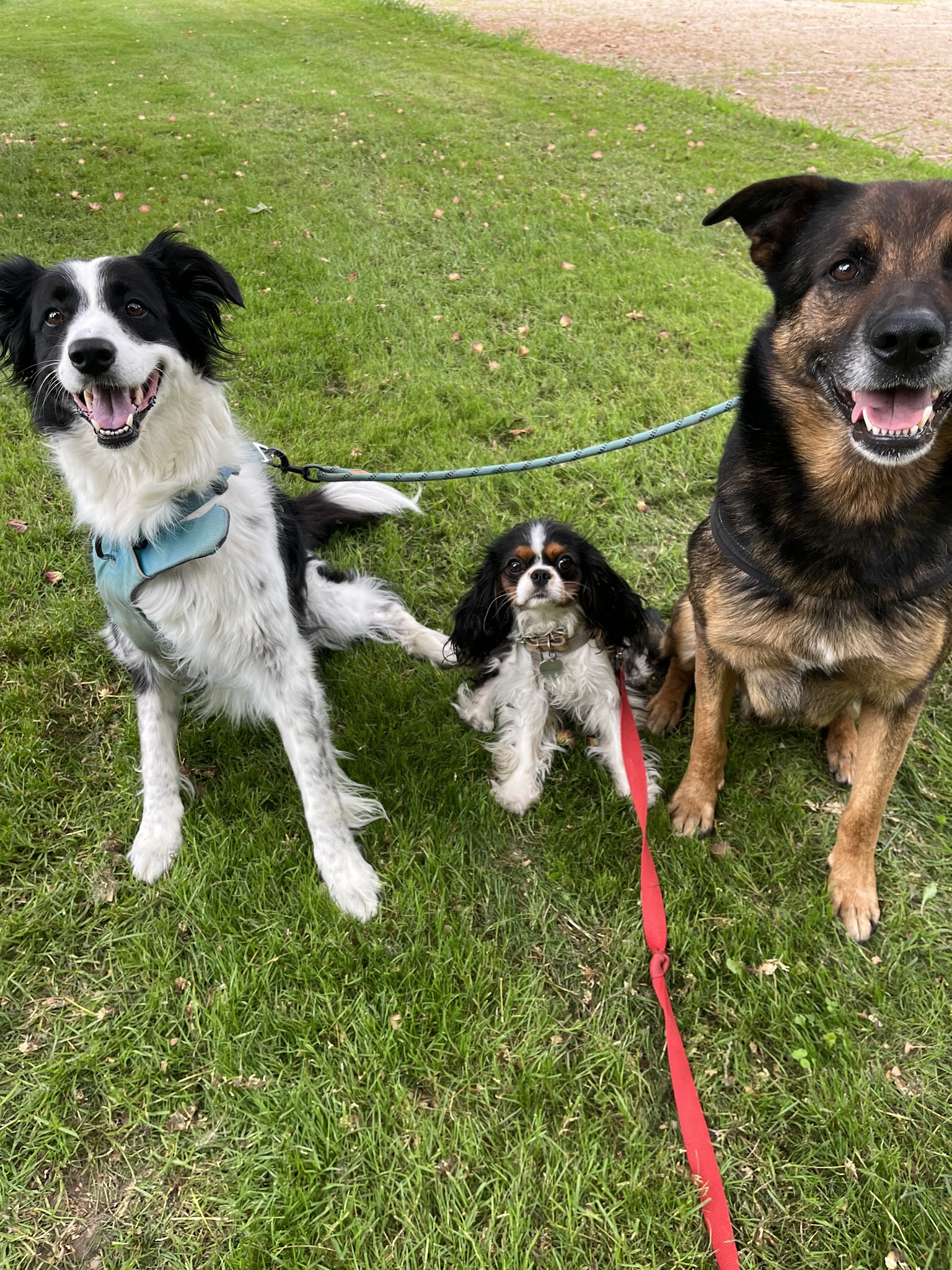 Les toutous de io - Pension canine - Dogsitter — photo