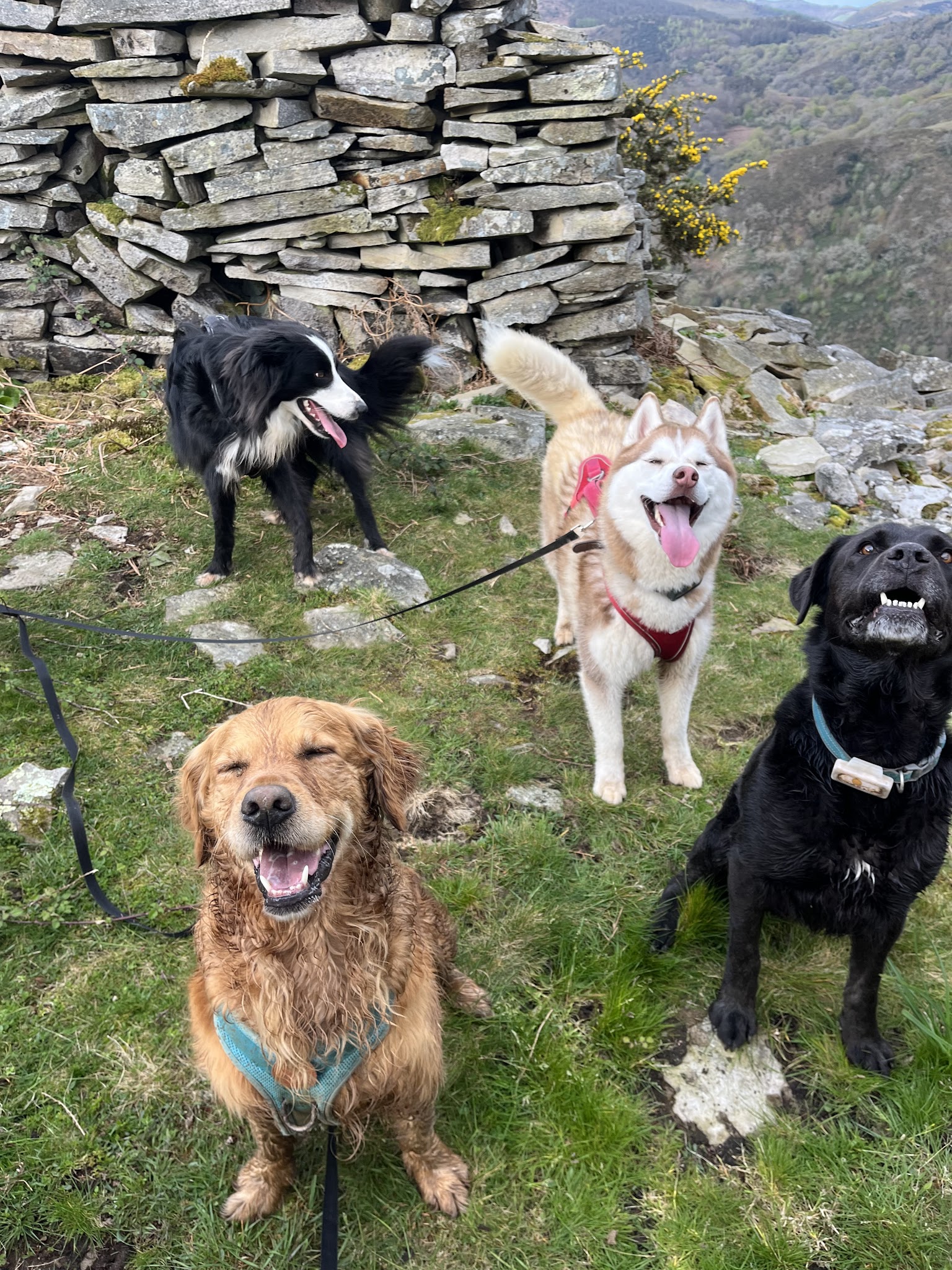 Les toutous de io - Pension canine - Dogsitter — photo