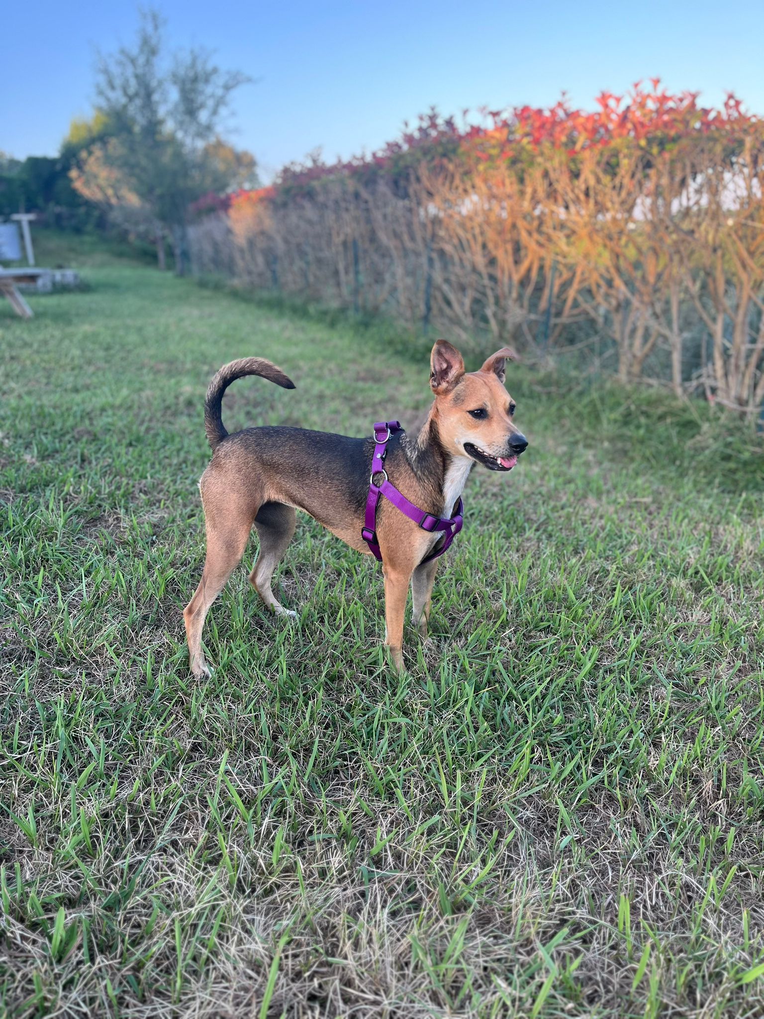 Les toutous de io - Pension canine - Dogsitter — photo