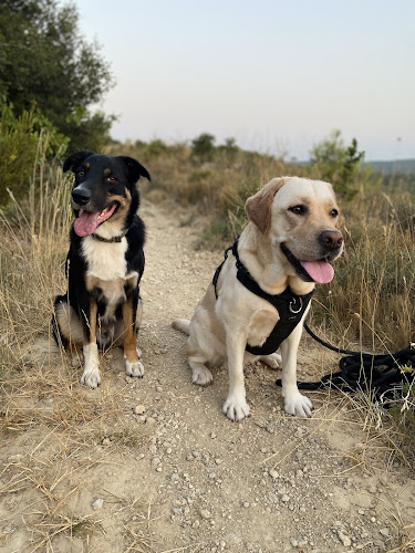 Aime ton chien (pension et éducation)