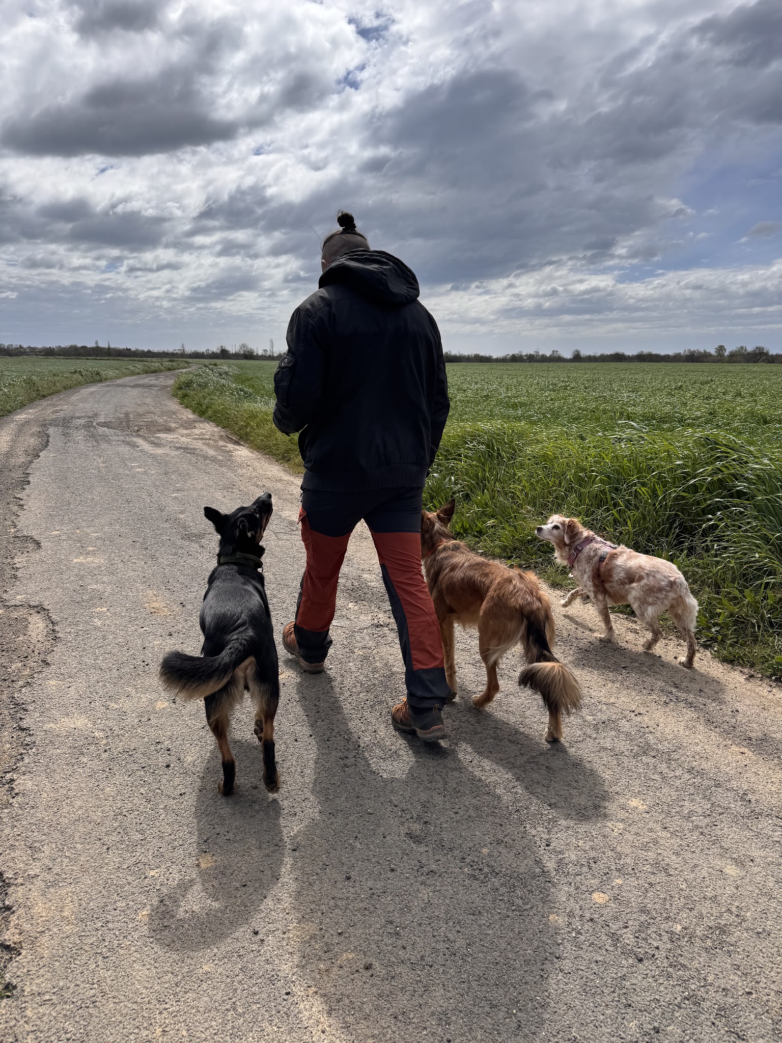 Aime ton chien (pension et éducation) — photo