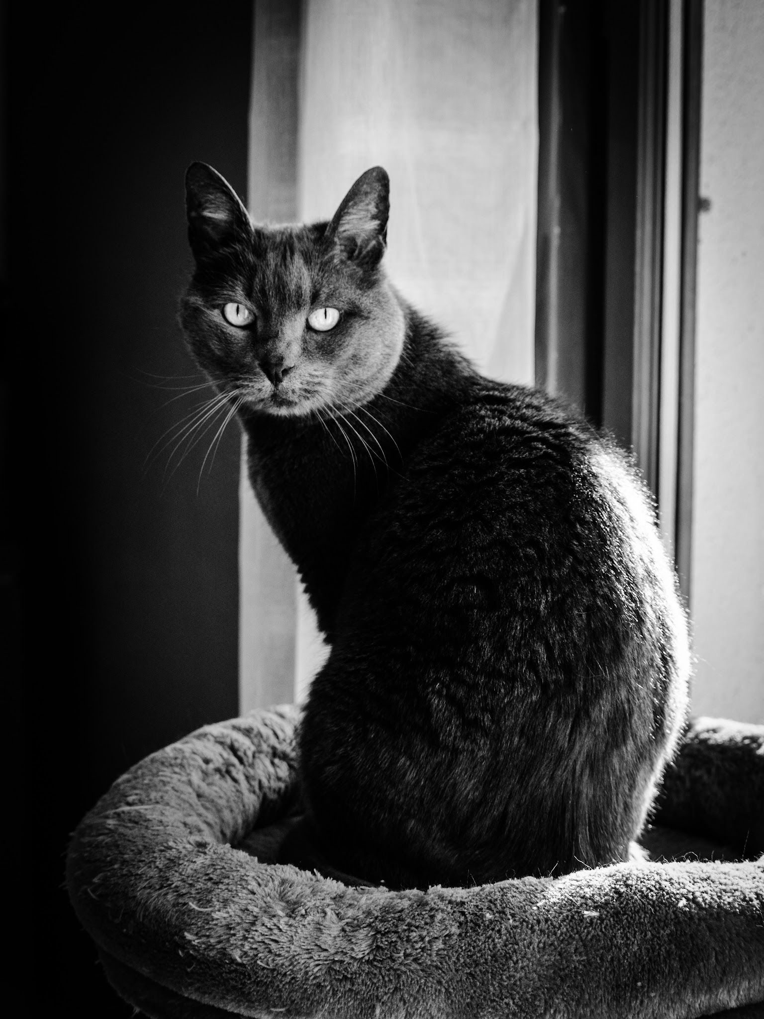 Passion pattounes — photo