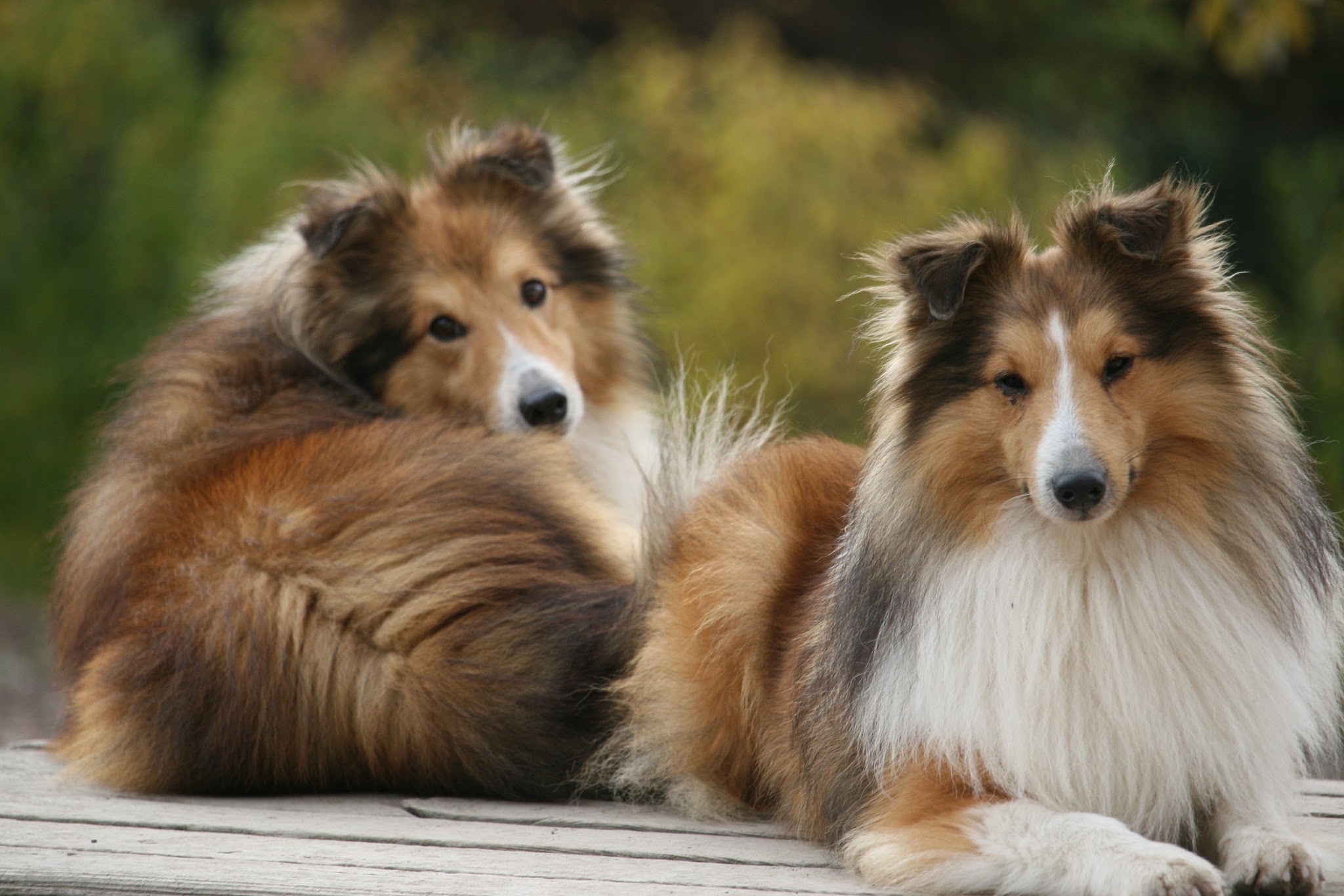 Pension canine et feline Les Jardins de Becky — photo