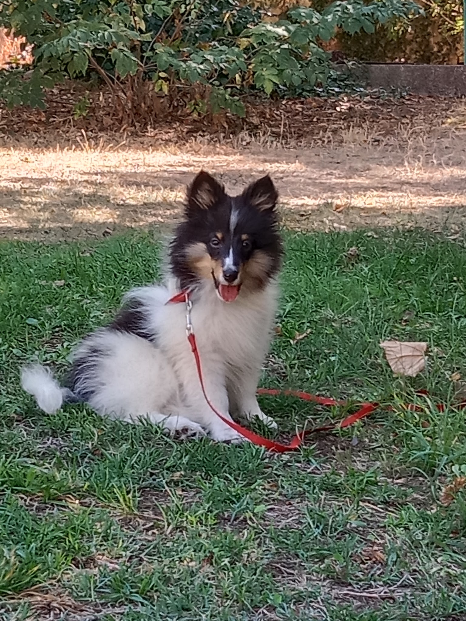 Pension canine et feline Les Jardins de Becky — photo