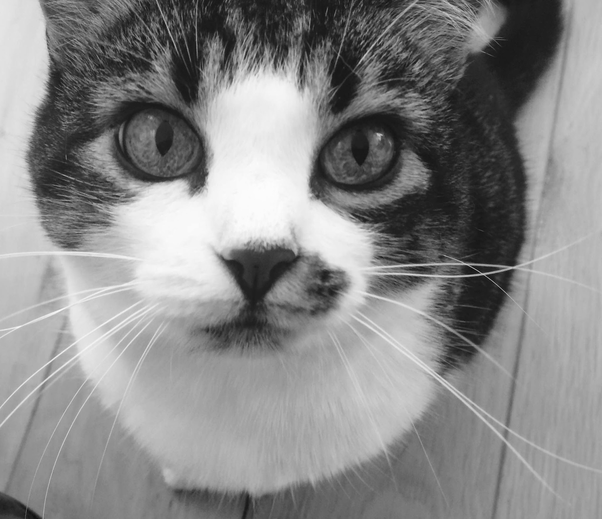 Chatman