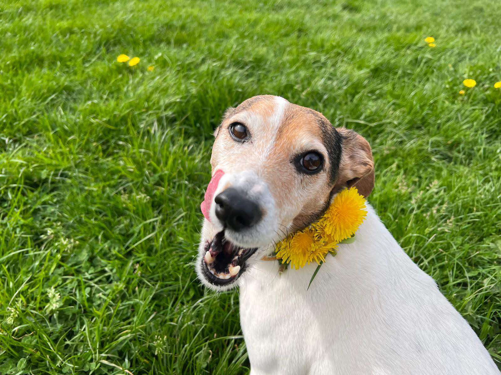Vendée Dog — photo