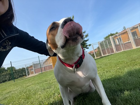 Vendée Dog — photo
