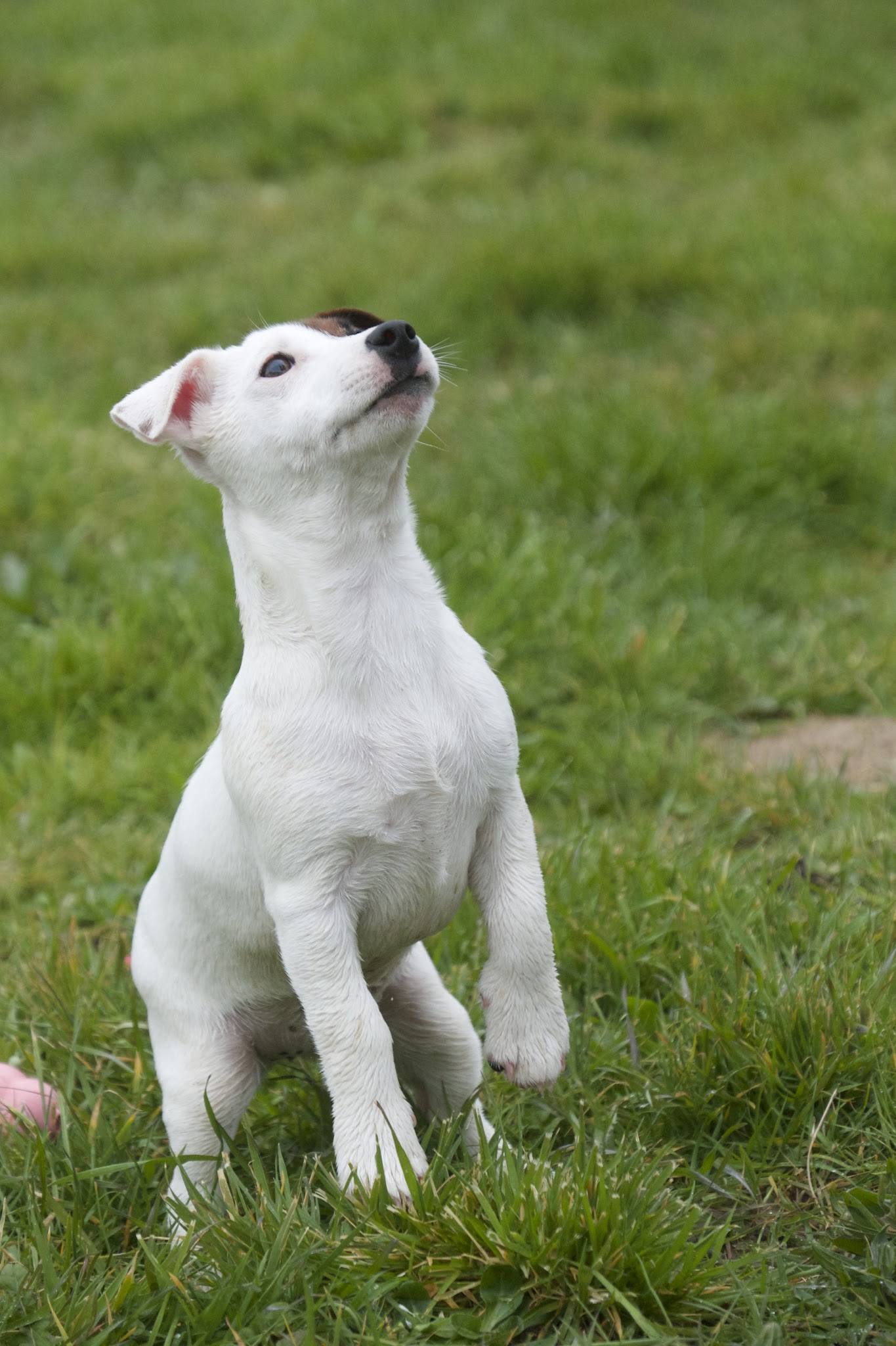 Vendée Dog — photo