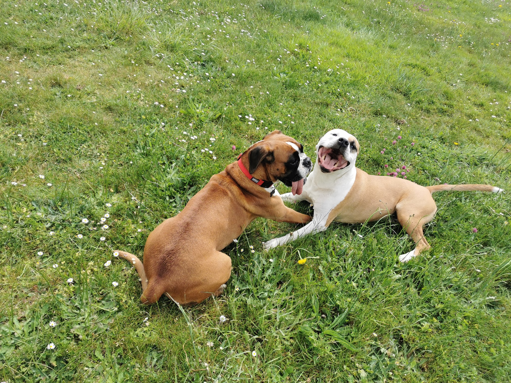 BULL'S II GUM: Pension familiale pour chiens — photo