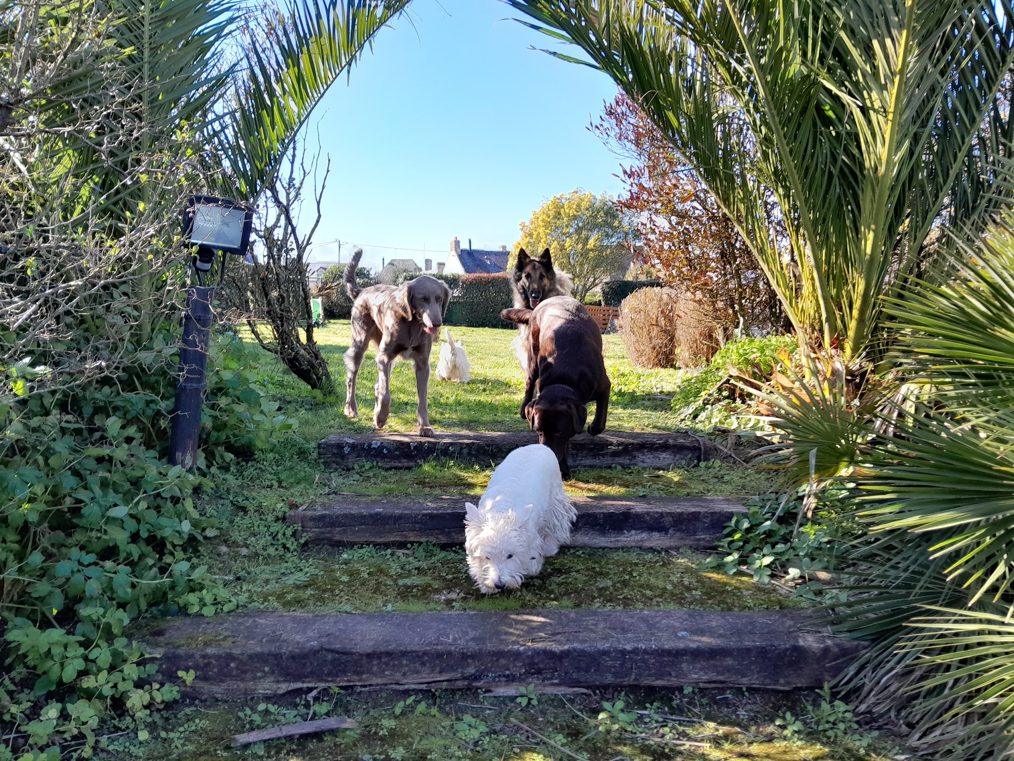 BULL'S II GUM: Pension familiale pour chiens — photo