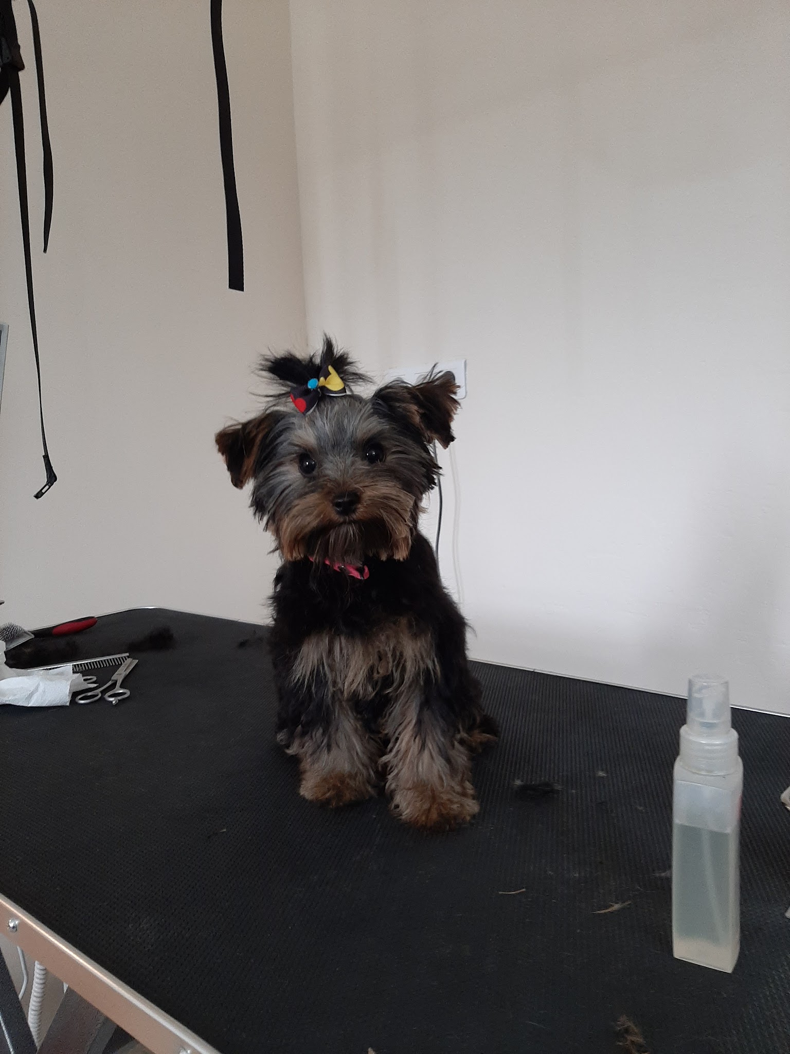 Au domaine des loulous Toilettage et pension canine — photo