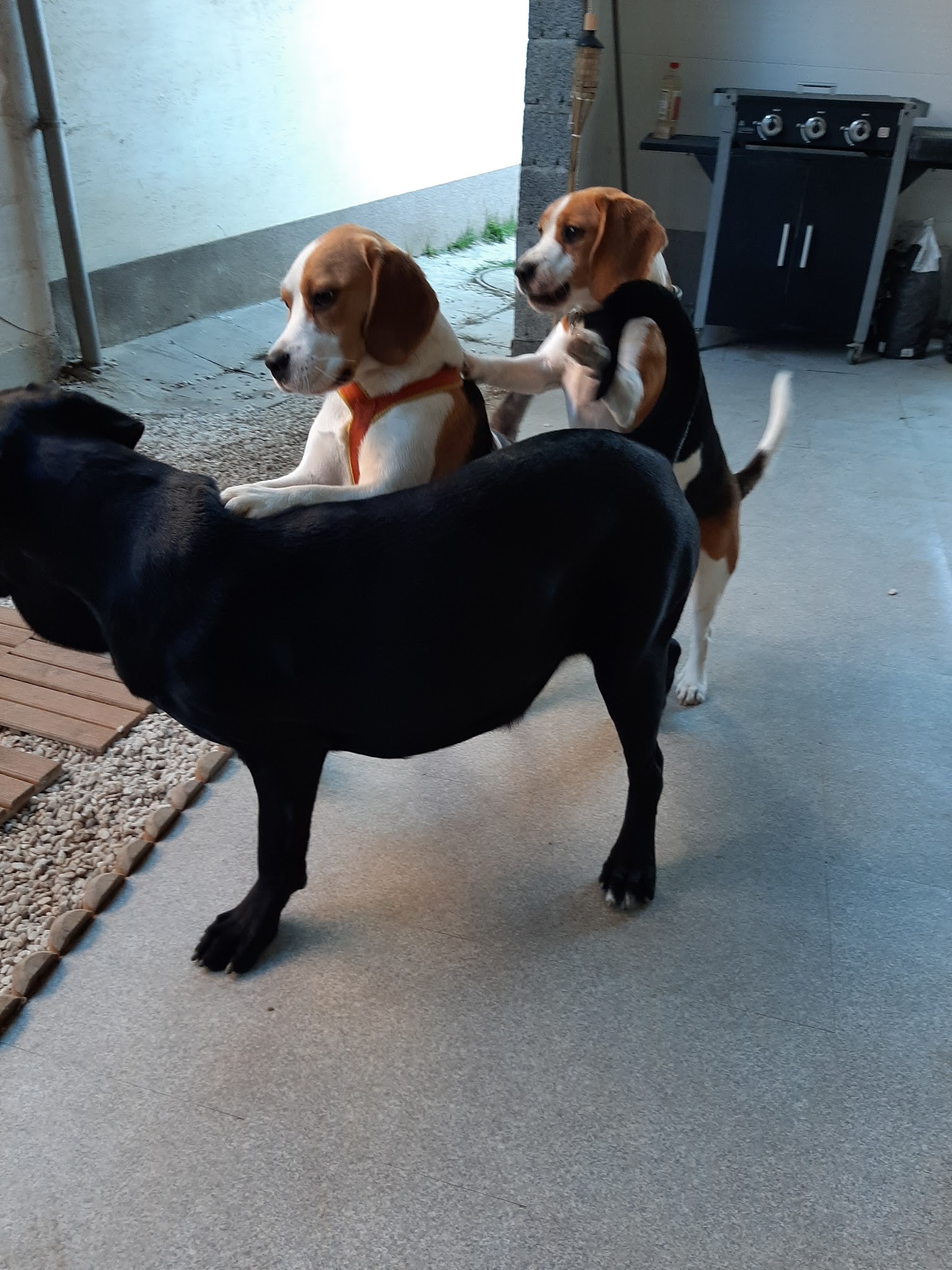 Au domaine des loulous Toilettage et pension canine — photo