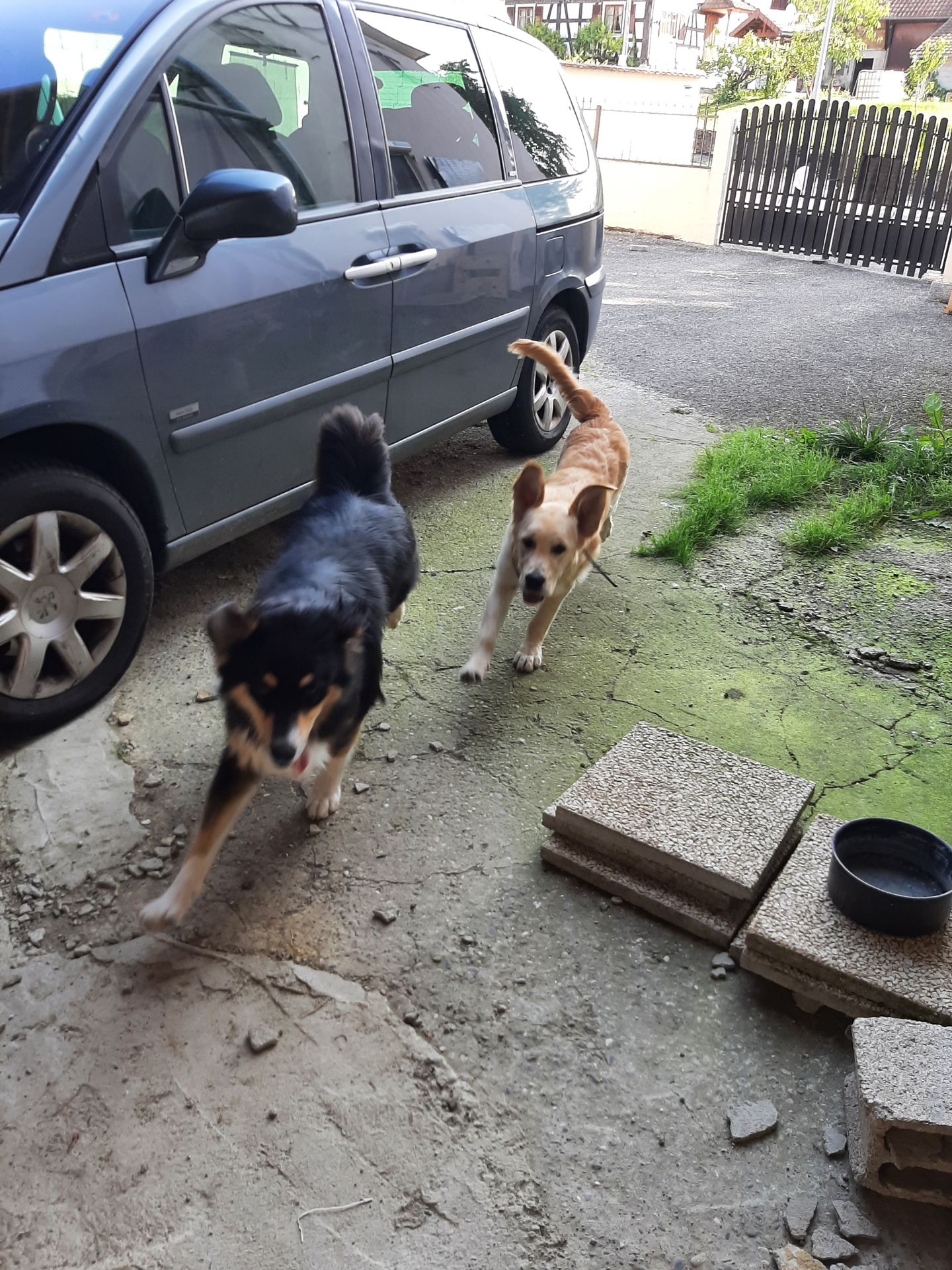 Au domaine des loulous Toilettage et pension canine — photo