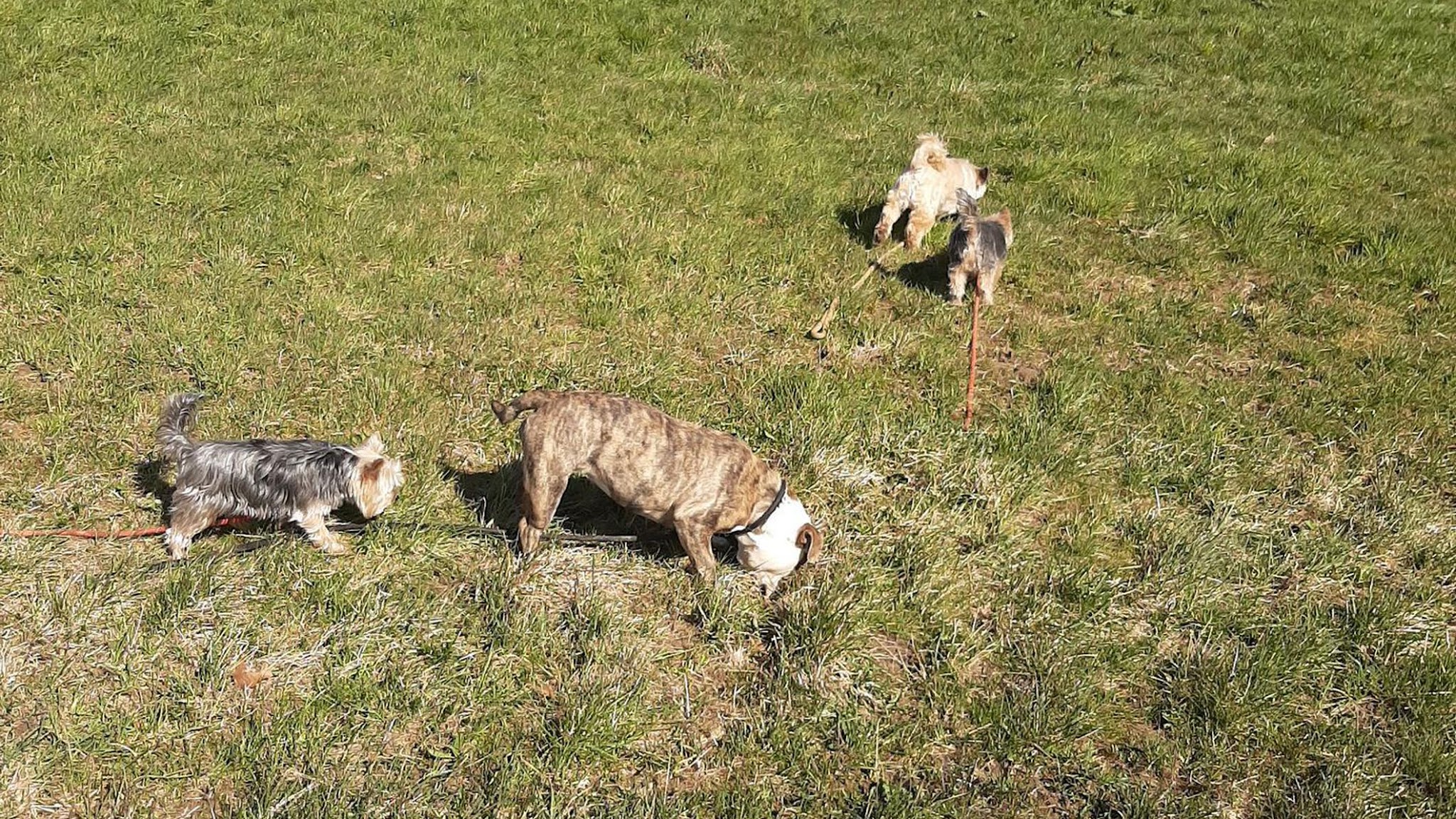 Au domaine des loulous Toilettage et pension canine