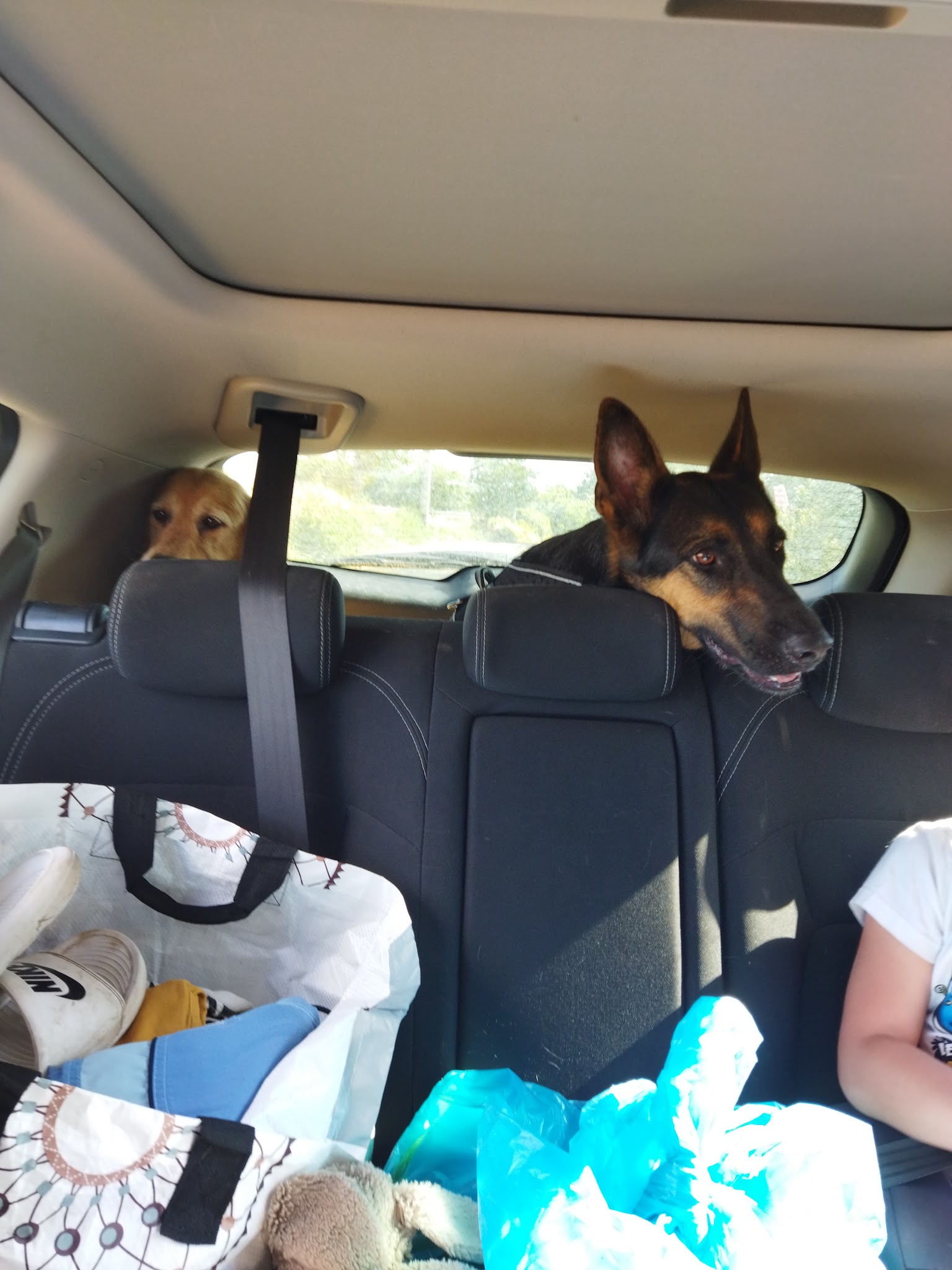 Le Royaume des Licornes élevage canin et pension — photo