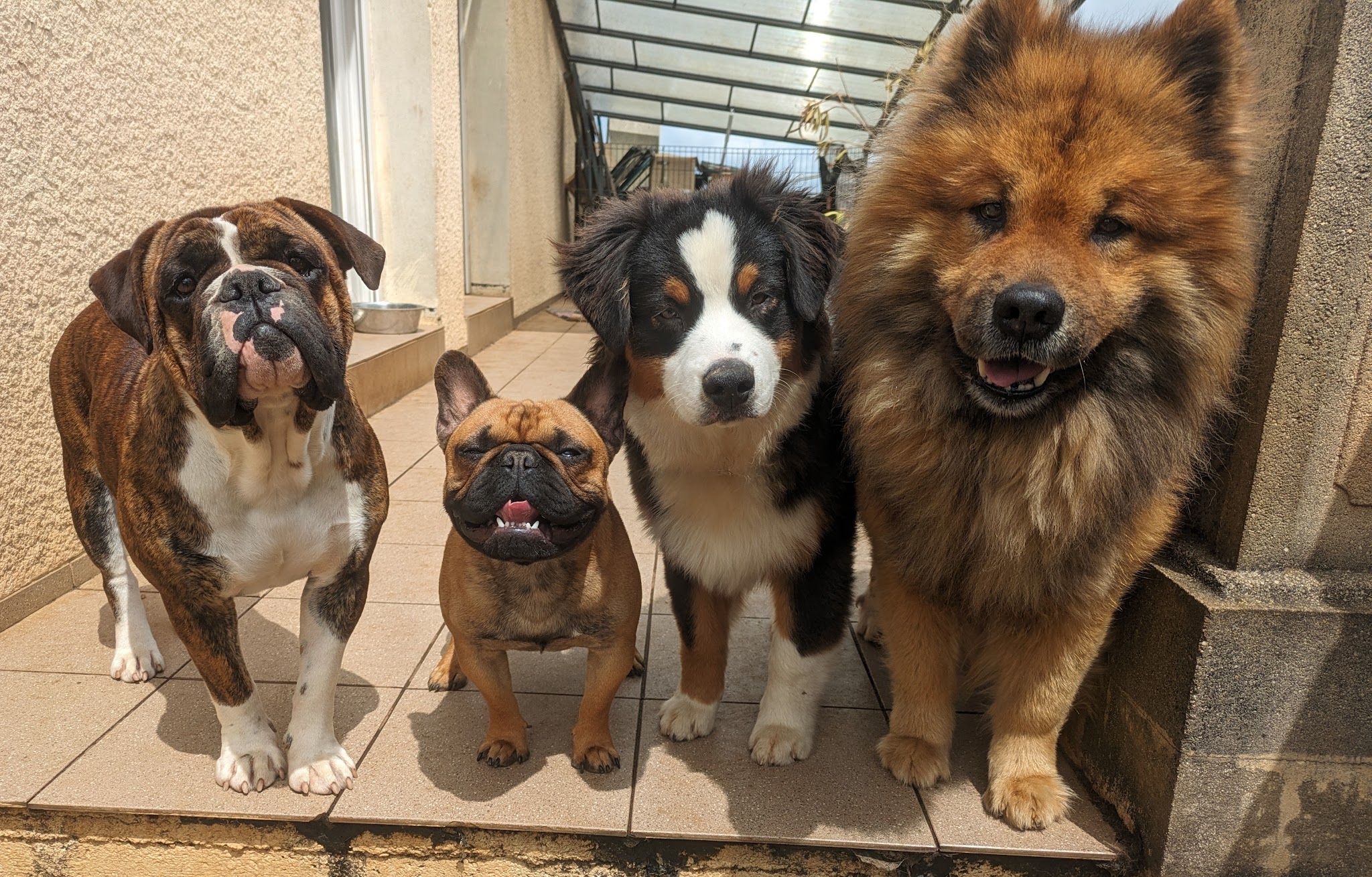 Dog Happy Pension canine — photo